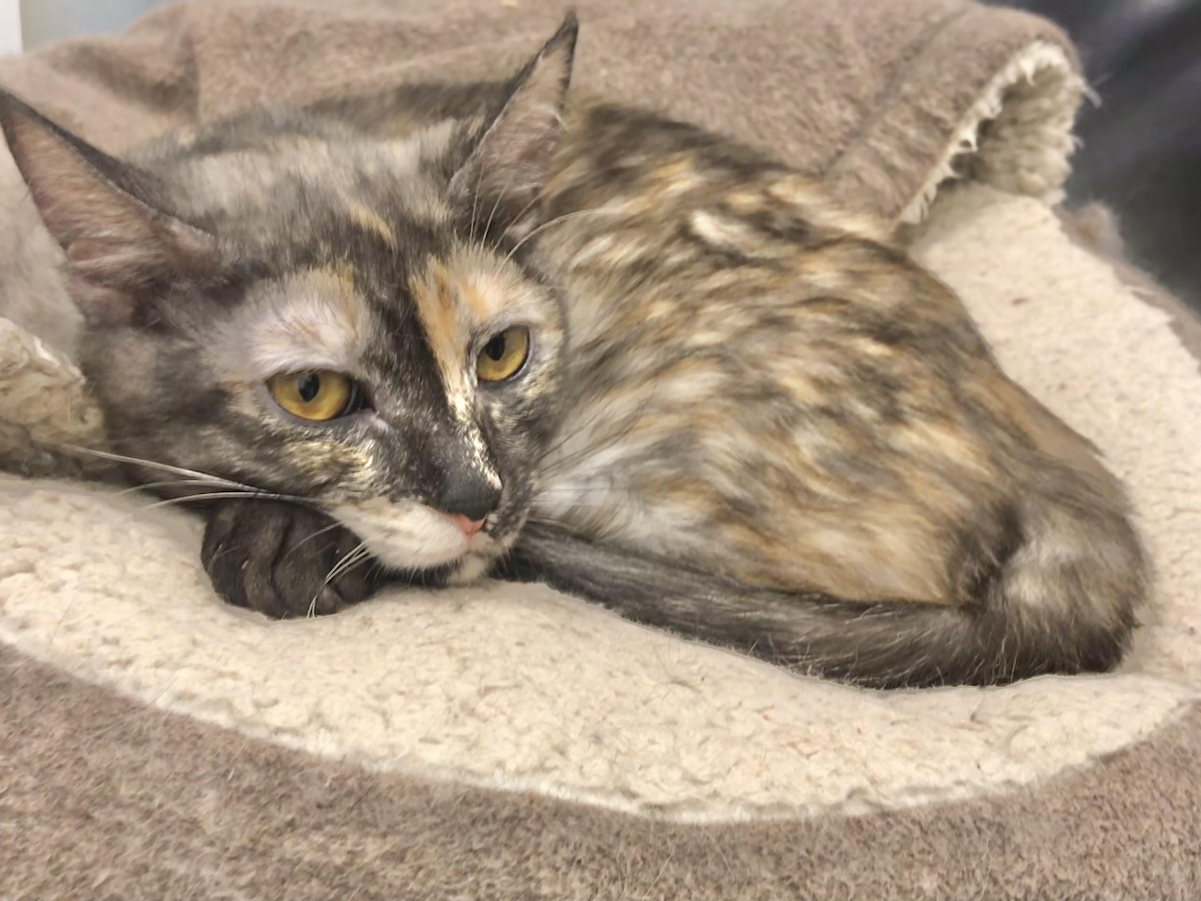 Sequoia — thumbnail 3