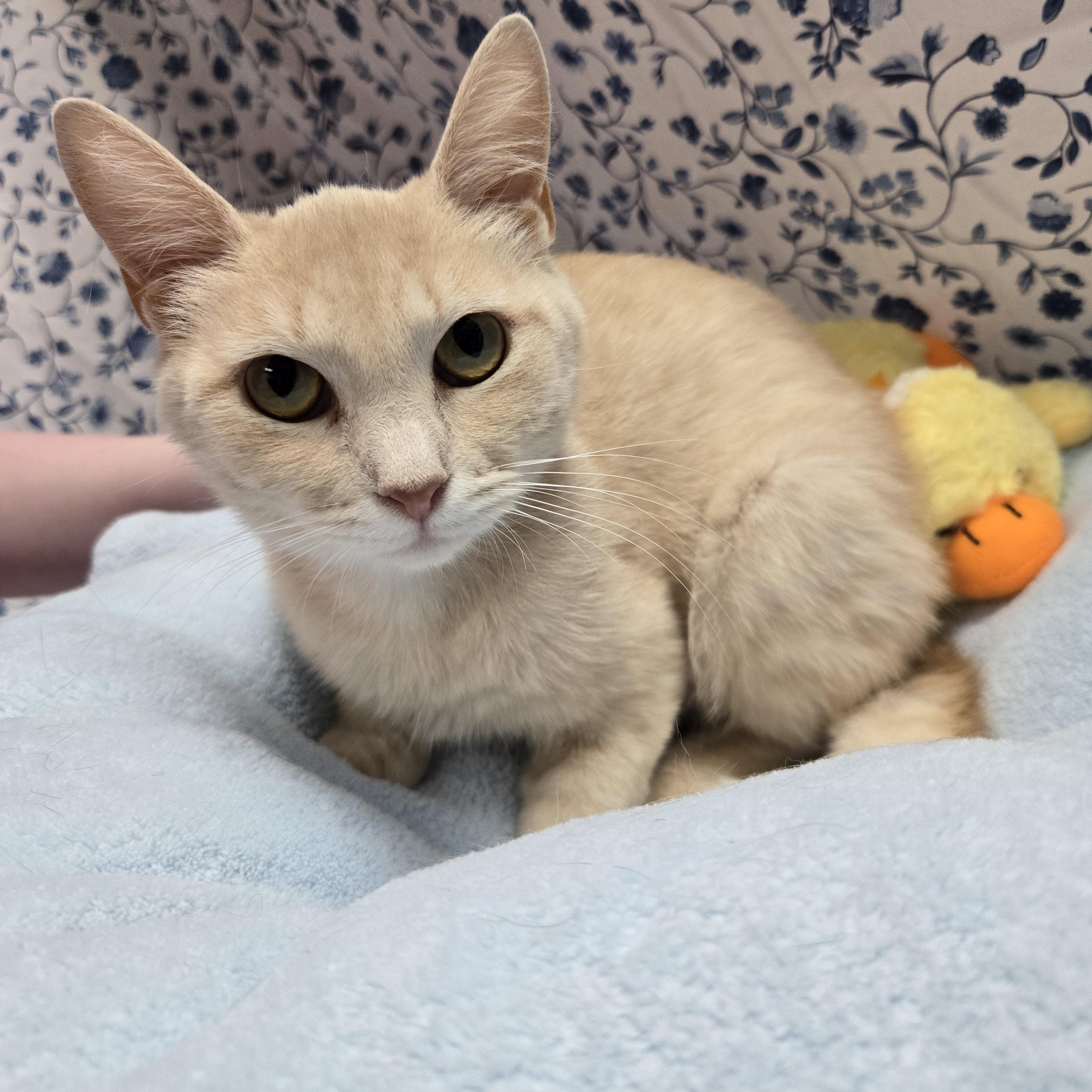 Enlarge Gala, a Adoptable Domestic Short Hair in Richmond, KY image 2/6