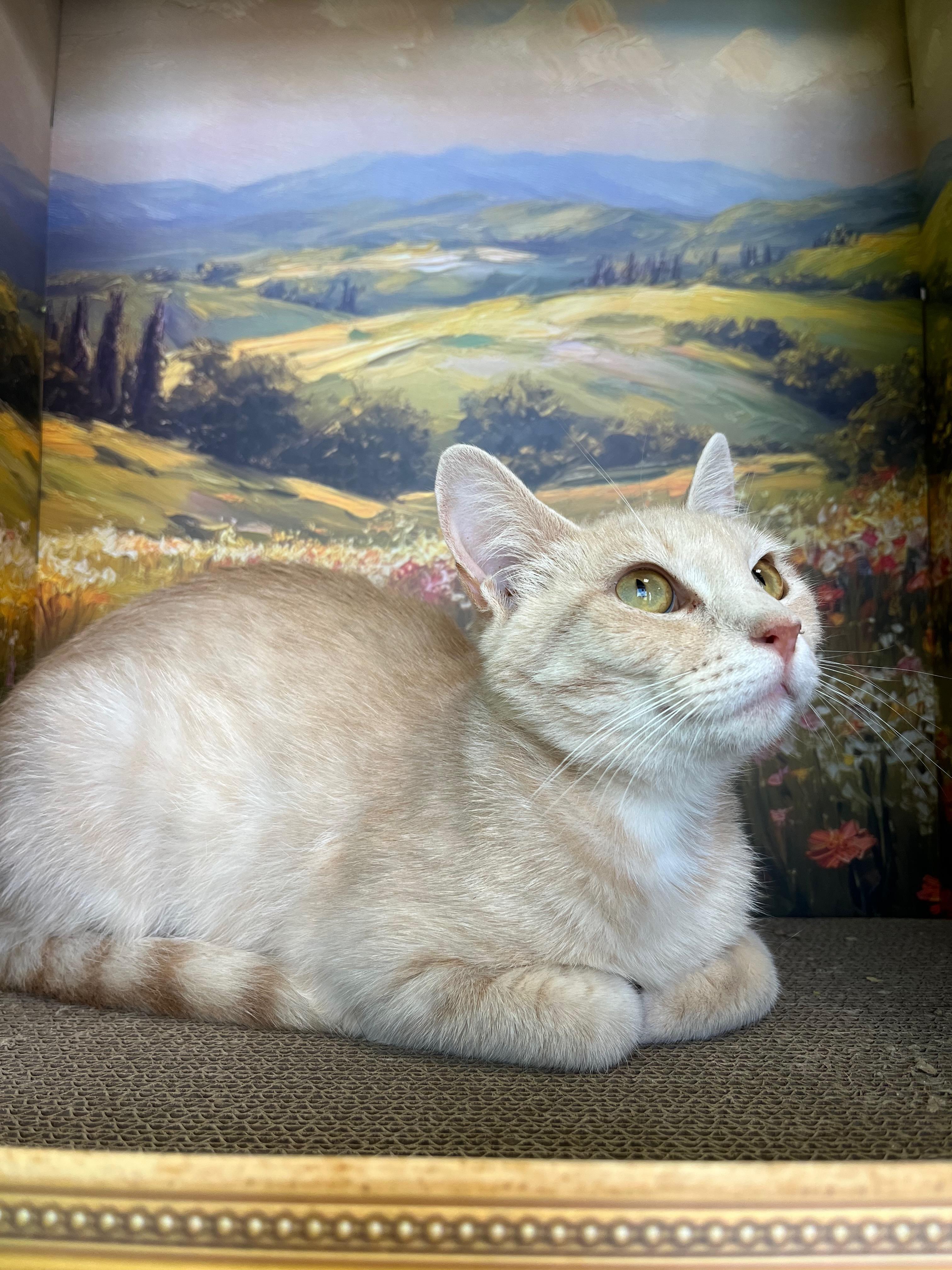 Enlarge Gala, a Adoptable Domestic Short Hair in Richmond, KY image 4/6
