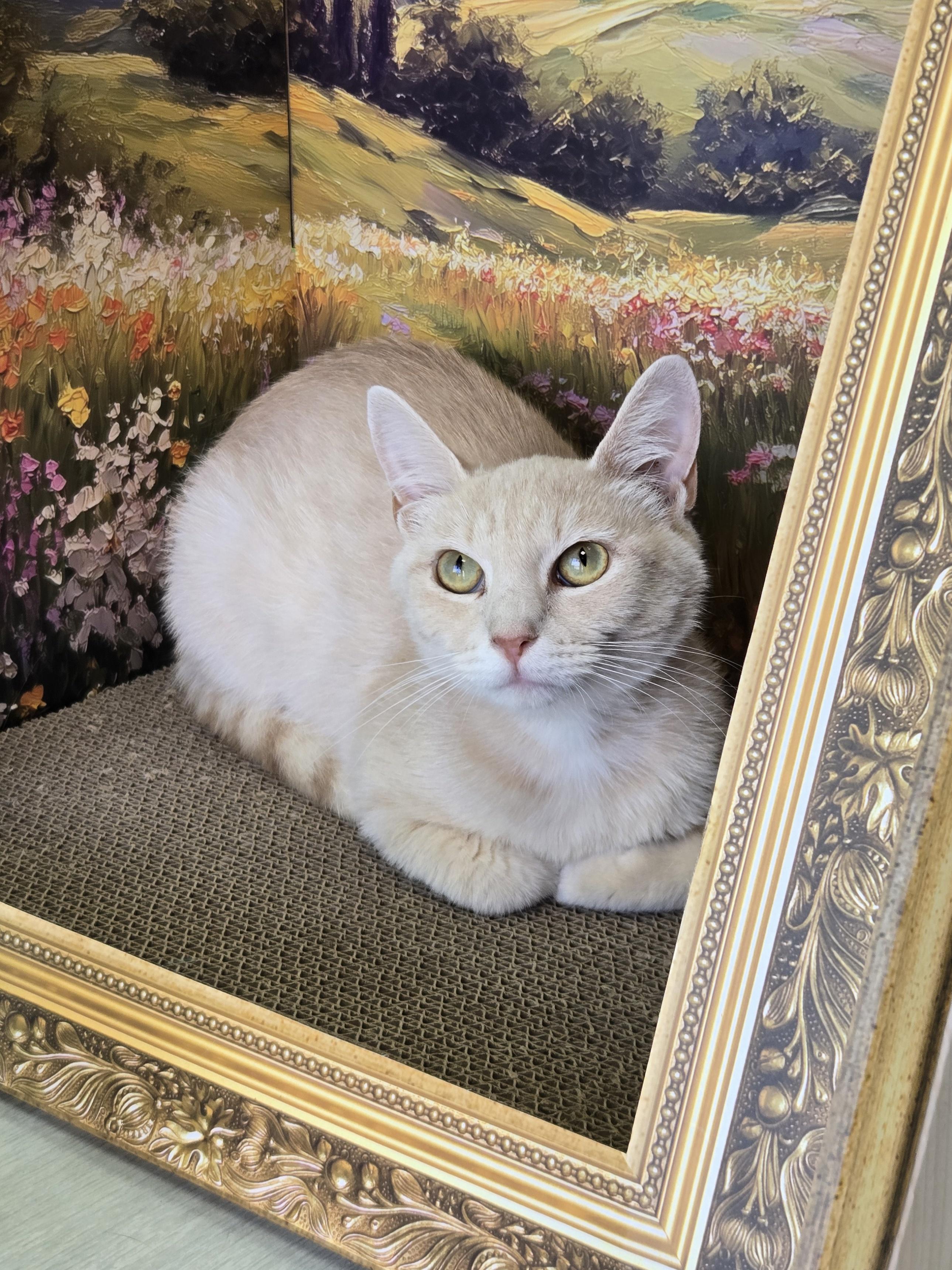 Enlarge Gala, a Adoptable Domestic Short Hair in Richmond, KY image 3/6