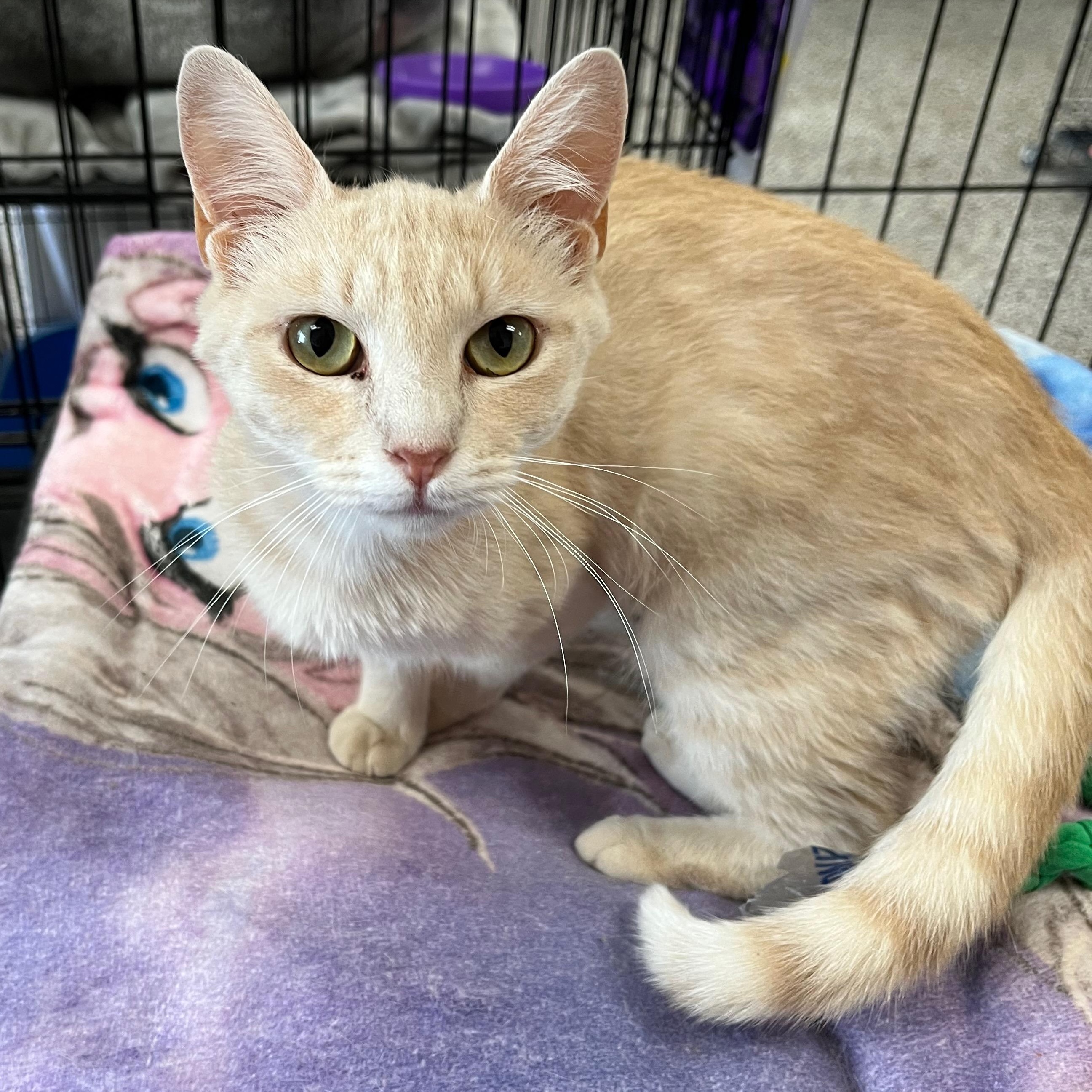 Gala, Adoptable, Adult Female Domestic Short Hair.