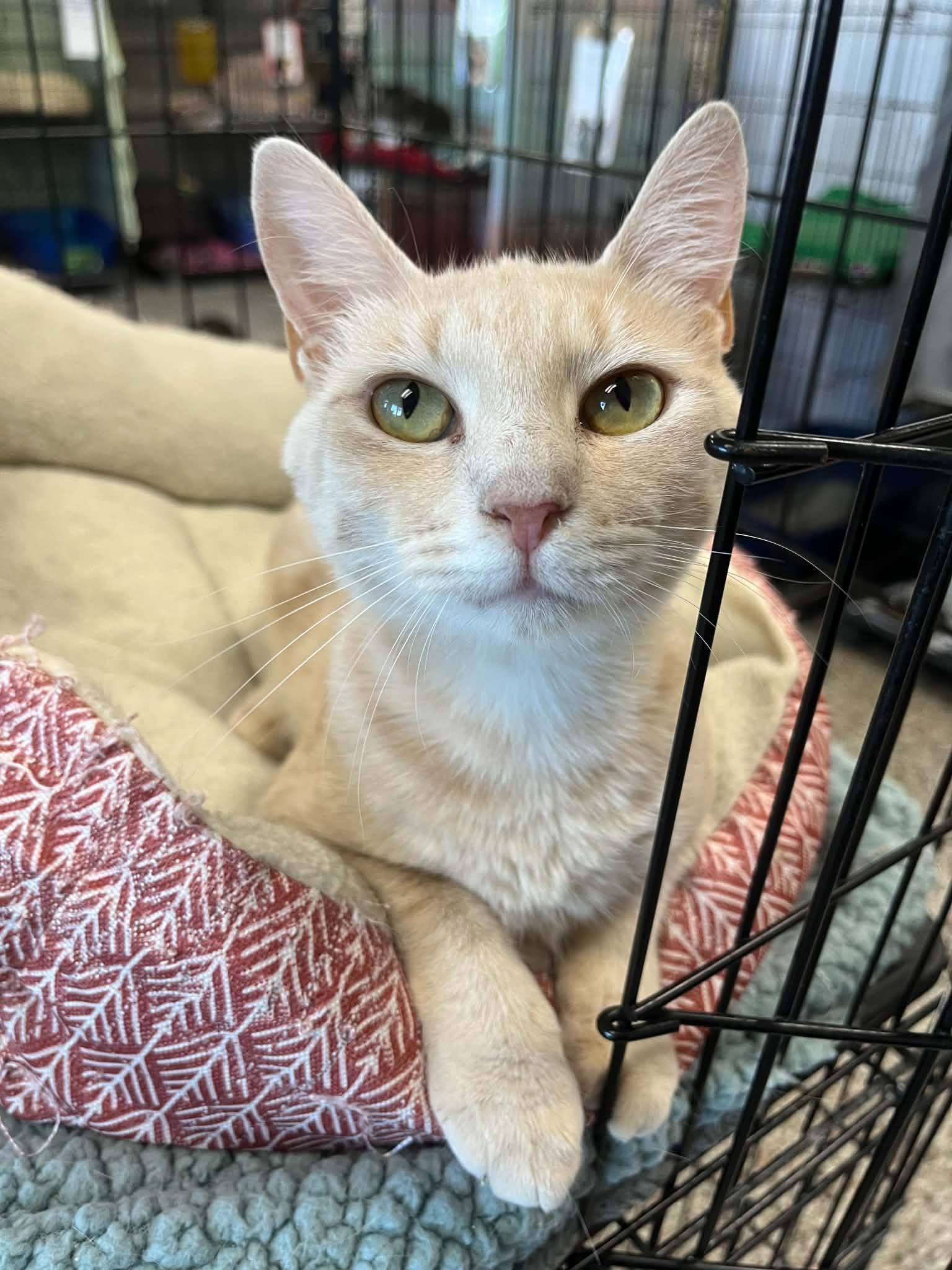 Enlarge Gala, a Adoptable Domestic Short Hair in Richmond, KY image 5/6