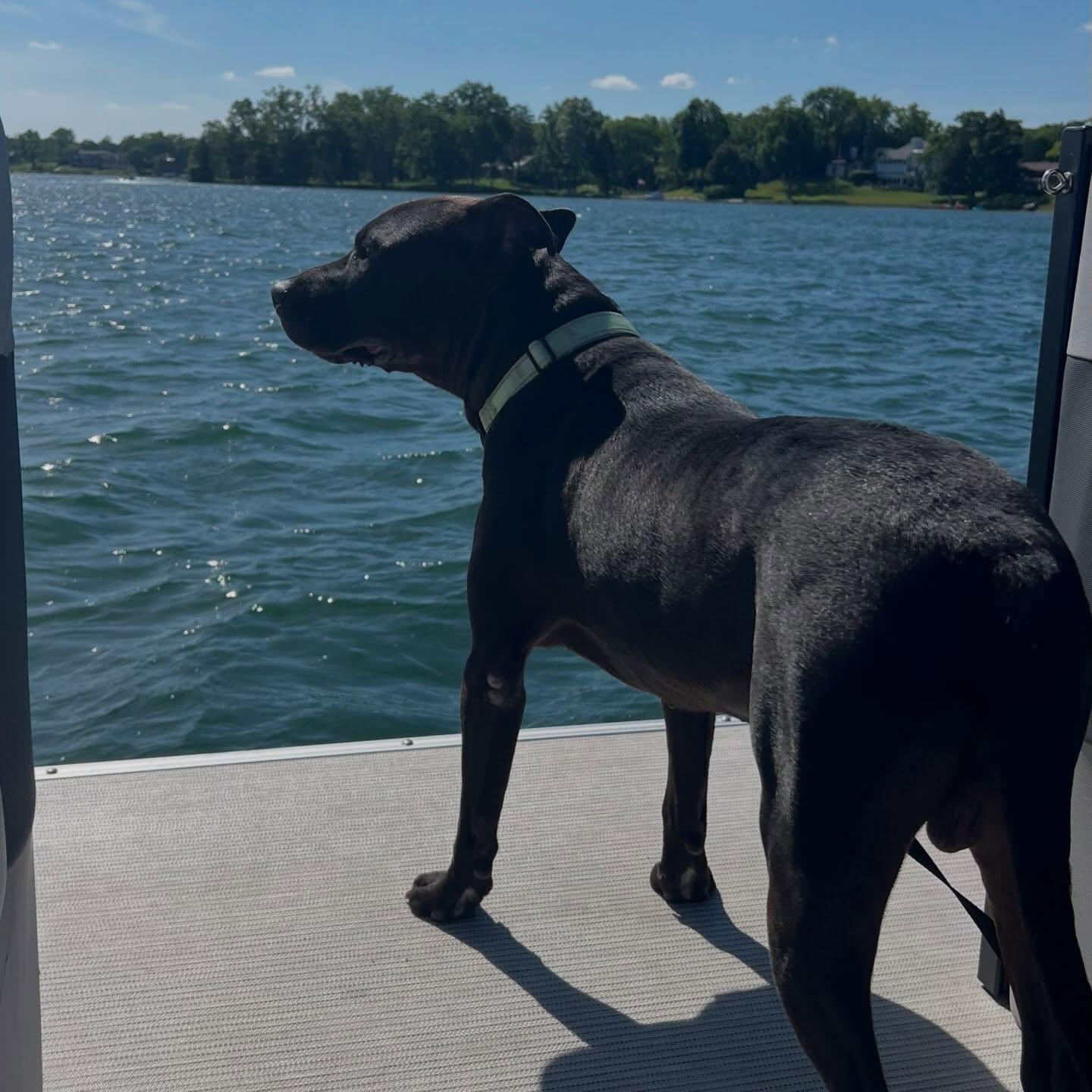 Enlarge Benito, an adopted American Staffordshire Terrier in Detroit, MI image 5/5