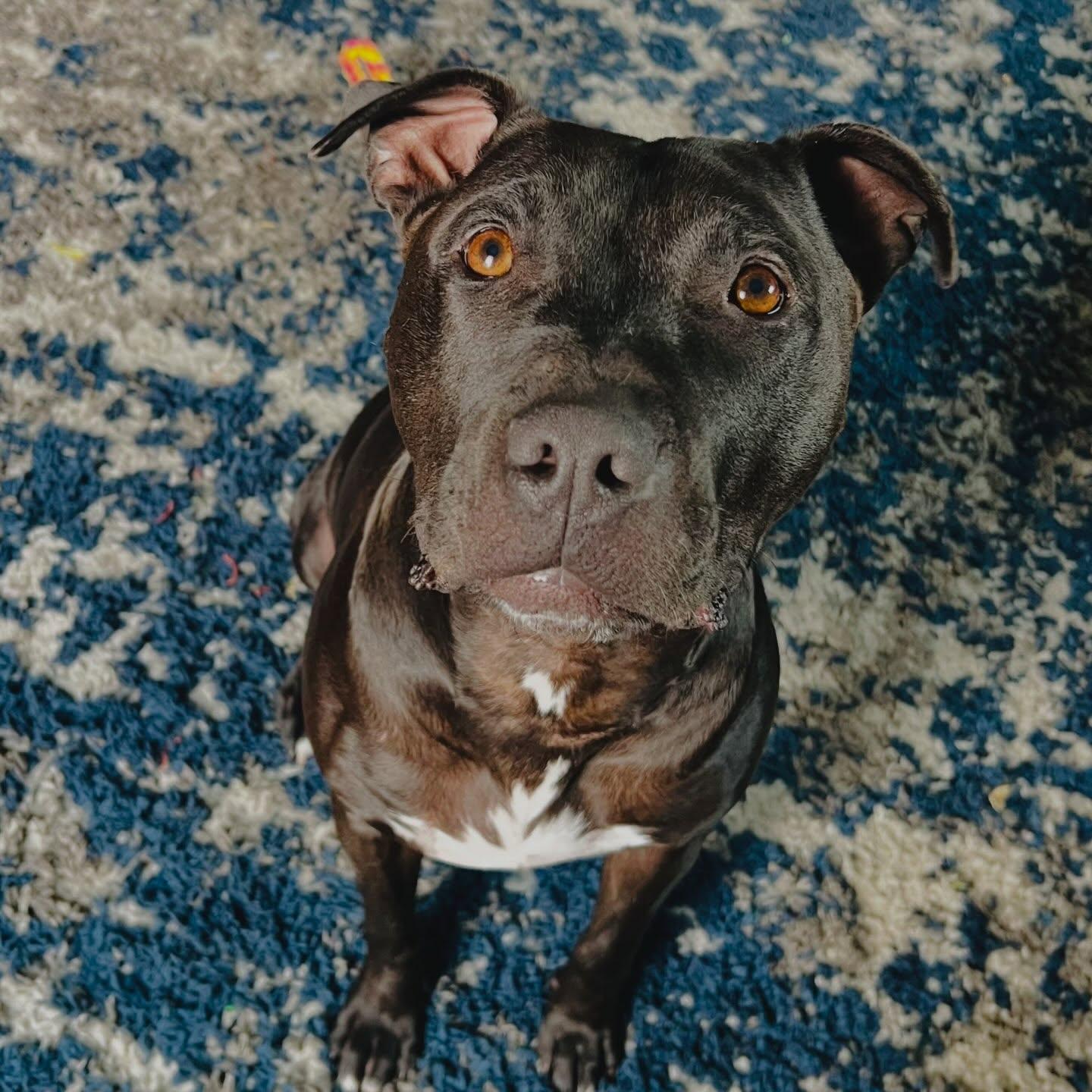 Enlarge Benito, an adopted American Staffordshire Terrier in Detroit, MI image 1/5