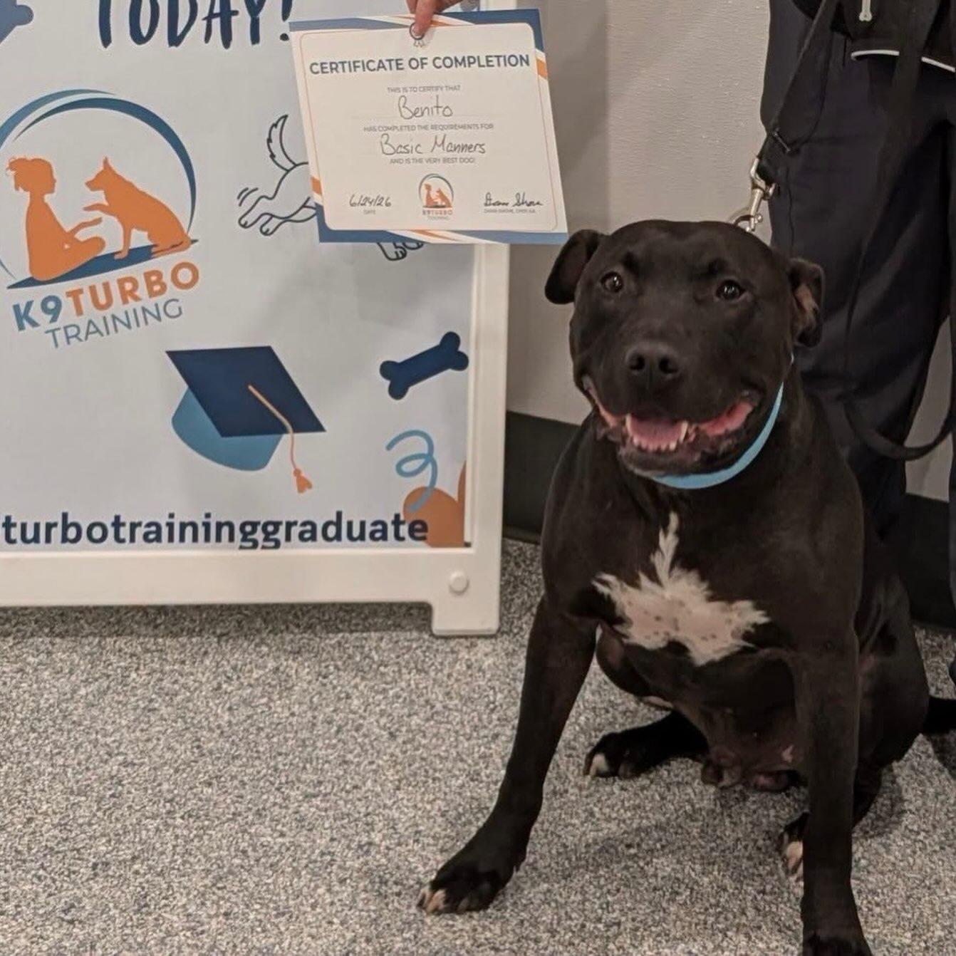 Enlarge Benito, an adopted American Staffordshire Terrier in Detroit, MI image 4/5