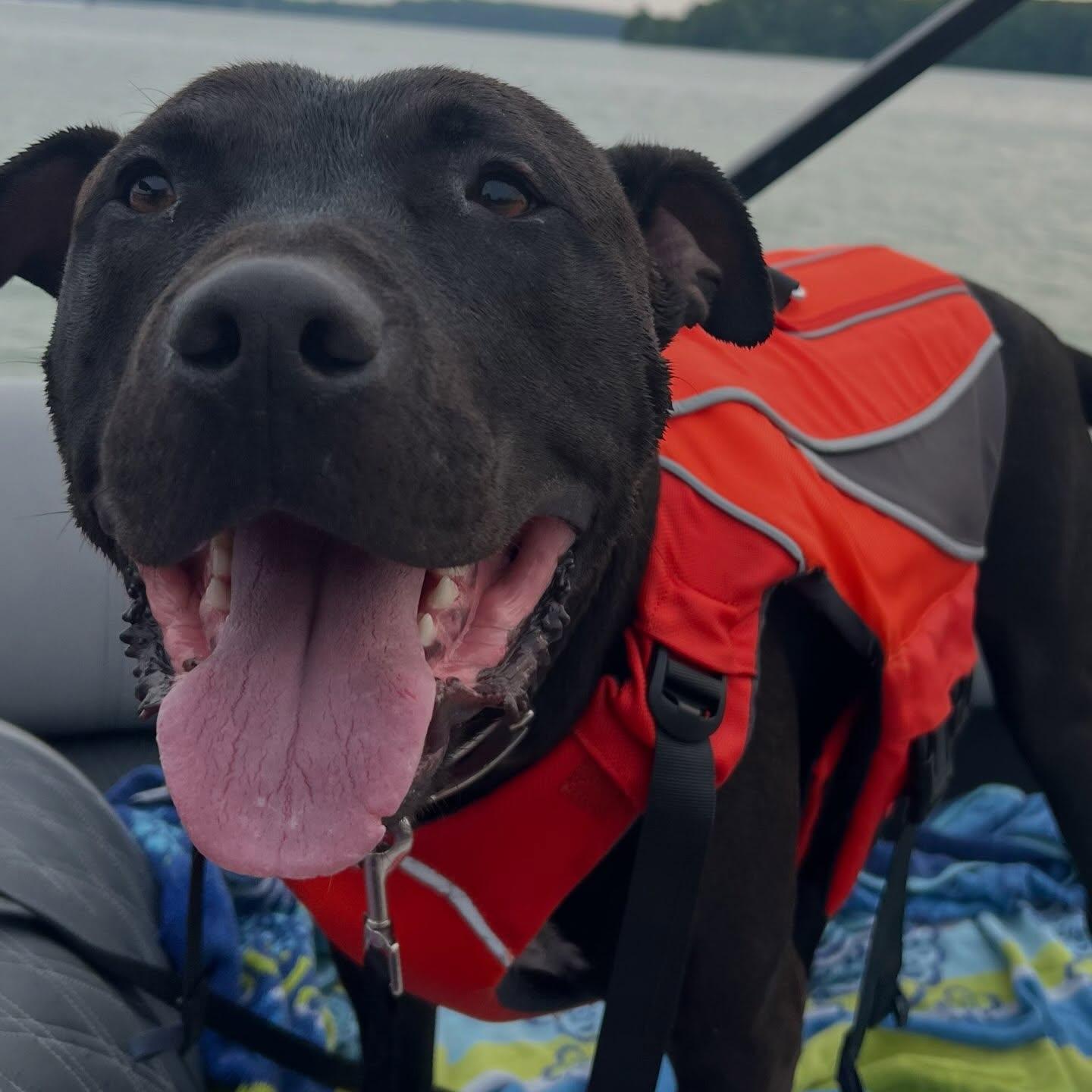 Enlarge Benito, an adopted American Staffordshire Terrier in Detroit, MI image 2/5