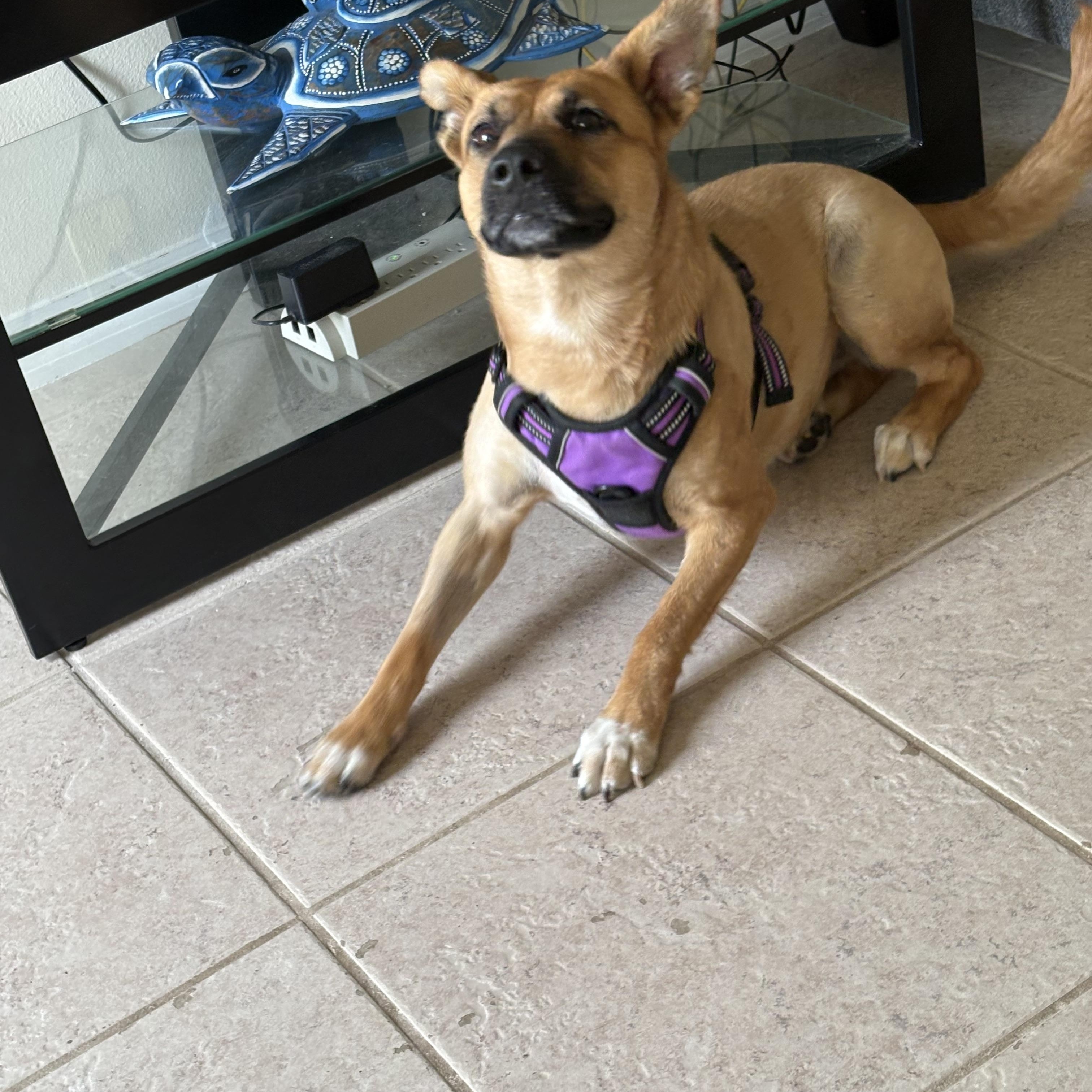 Enlarge Honey, a ADOPTABLE mixed breed in Palm Bay, FL image 2/5