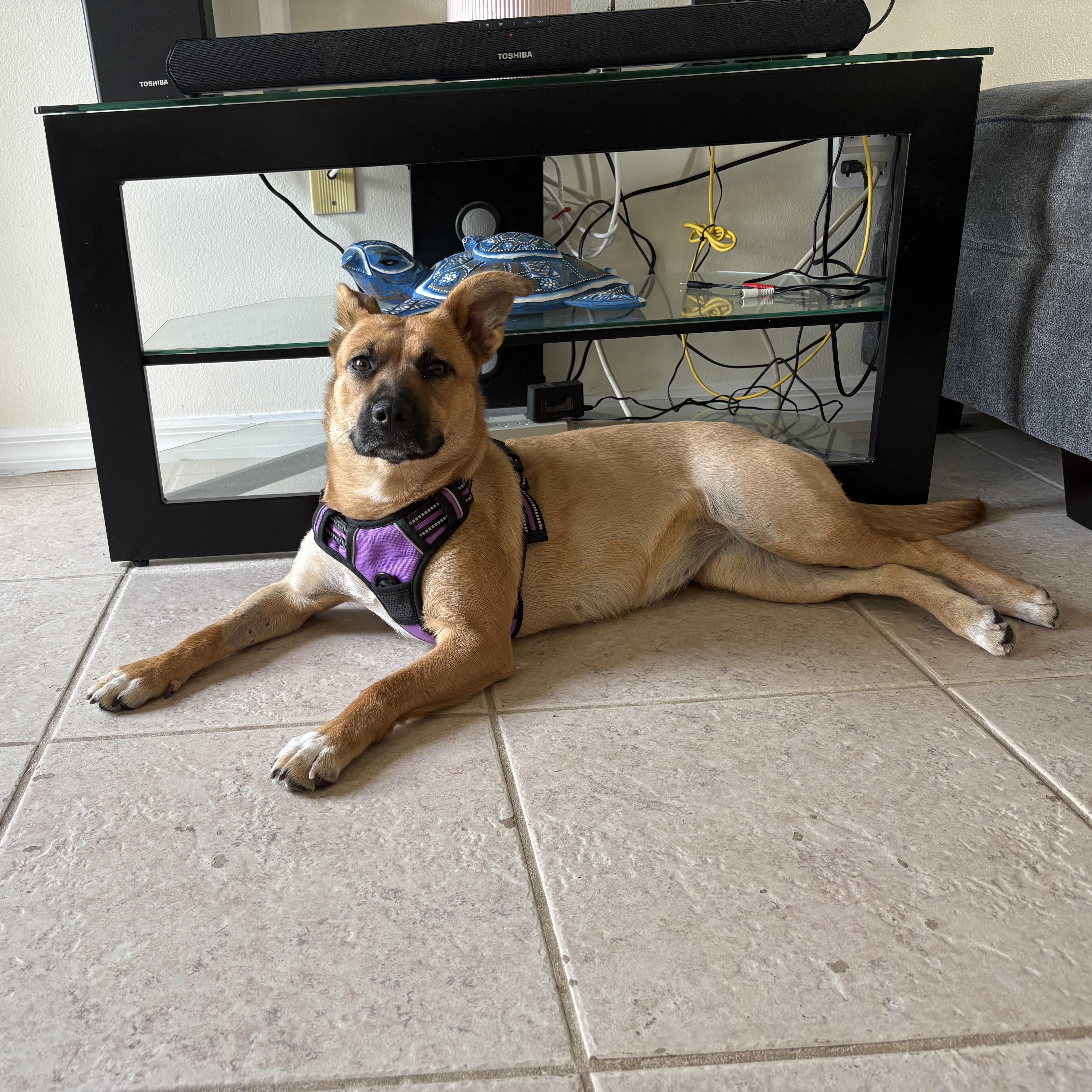 Enlarge Honey, a ADOPTABLE mixed breed in Palm Bay, FL image 1/5
