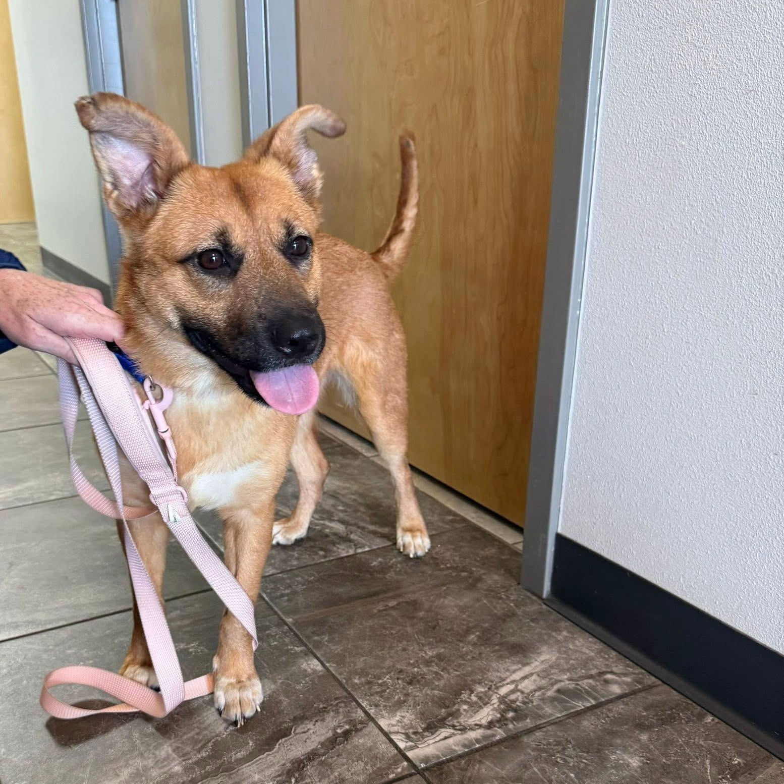 Enlarge Honey, a ADOPTABLE mixed breed in Palm Bay, FL image 4/5
