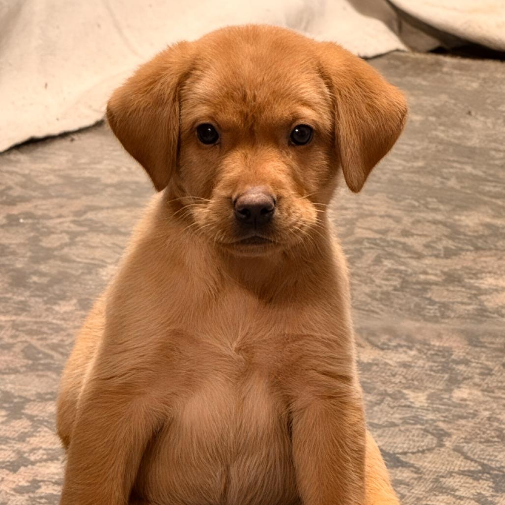 Berry, a ADOPTABLE Labrador Retriever in Chester Springs, PA image 2/4
