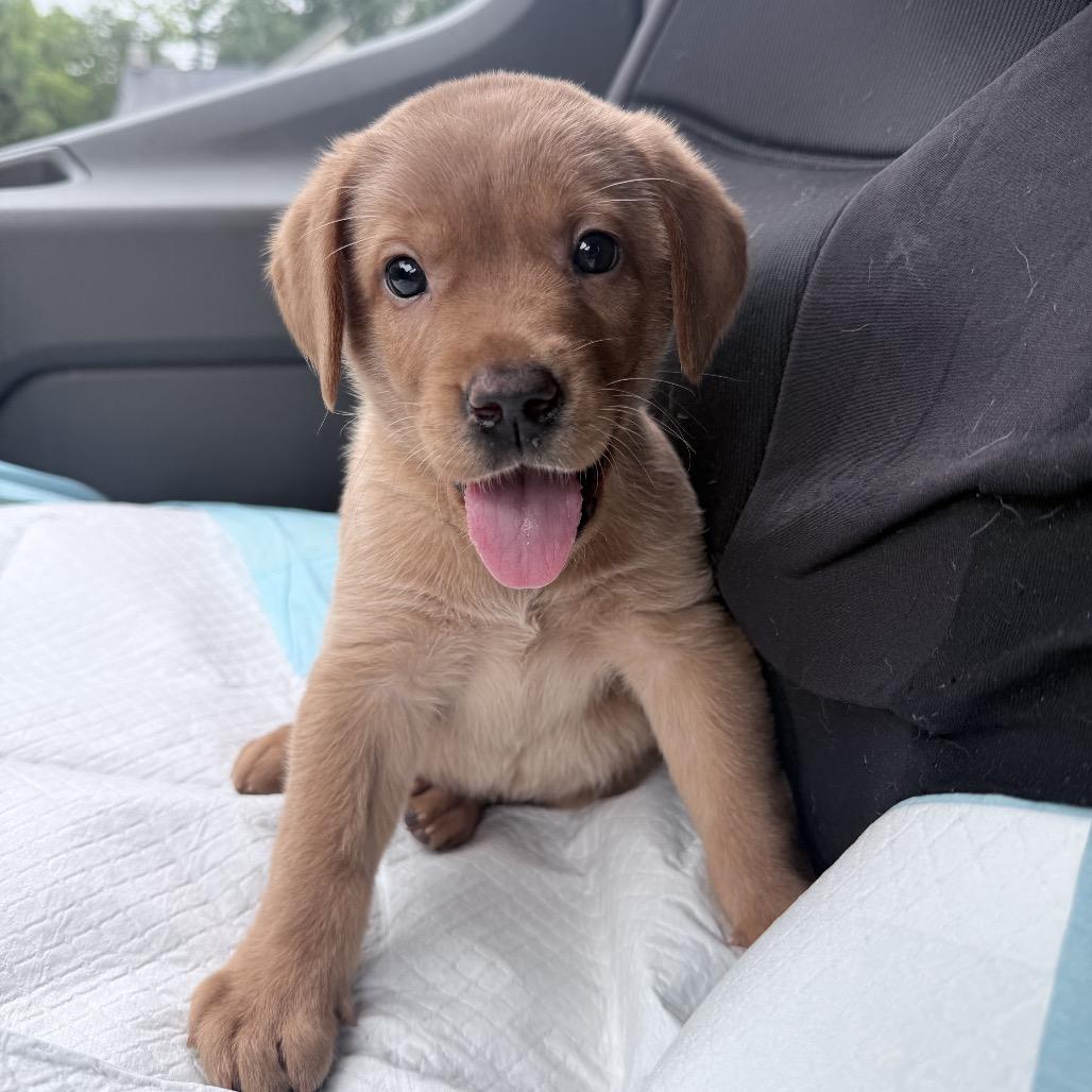 Berry, a ADOPTABLE Labrador Retriever in Chester Springs, PA image 3/4