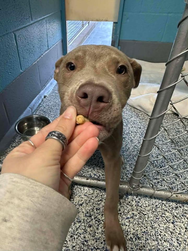 Enlarge Cortado, a ADOPTABLE Terrier in Wilmington, NC image 1/1