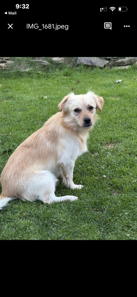 Elmer, Adoptable, Adult Male Chihuahua.