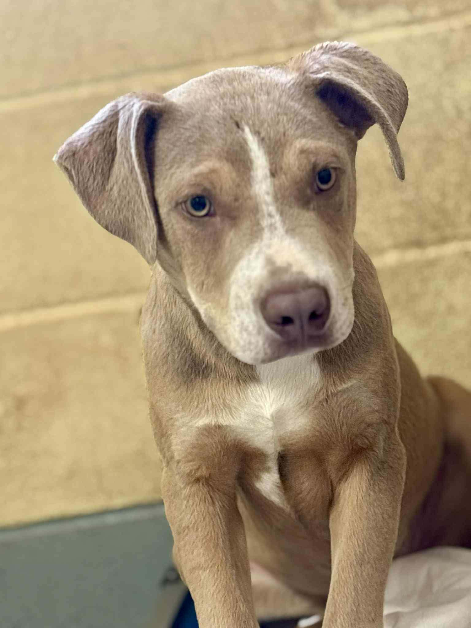 Enlarge Miller, an adopted mixed breed in Franklin, KY image 1/1