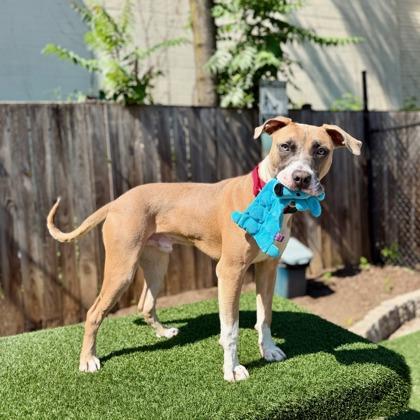 Klinger, Adoptable, Adult Male Mixed Breed & Mixed Breed.