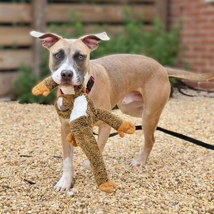 Enlarge Klinger, a Adoptable mixed breed in Washington, DC image 3/3