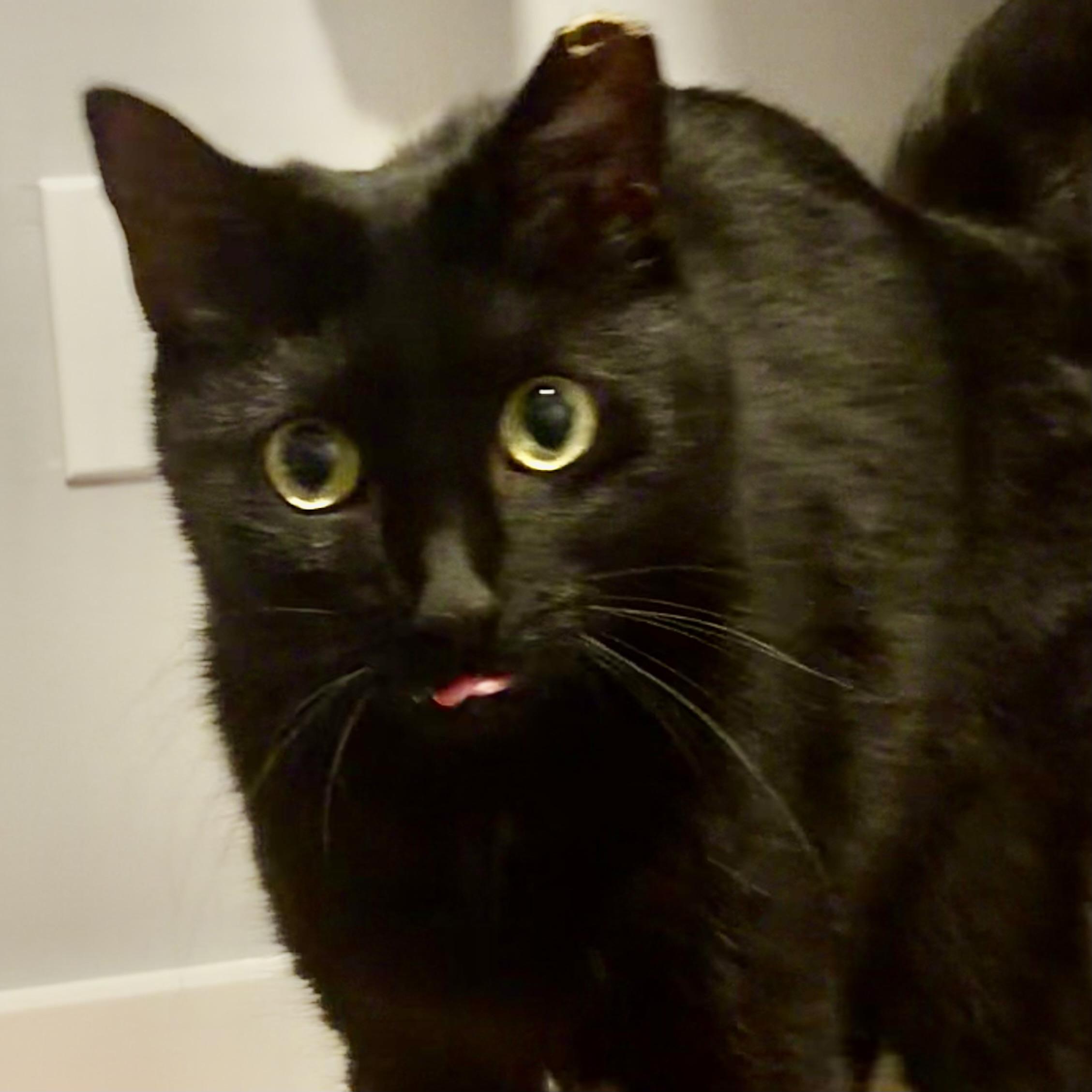 Enlarge Sable, an adopted Domestic Short Hair in Lake Geneva, WI image 1/3