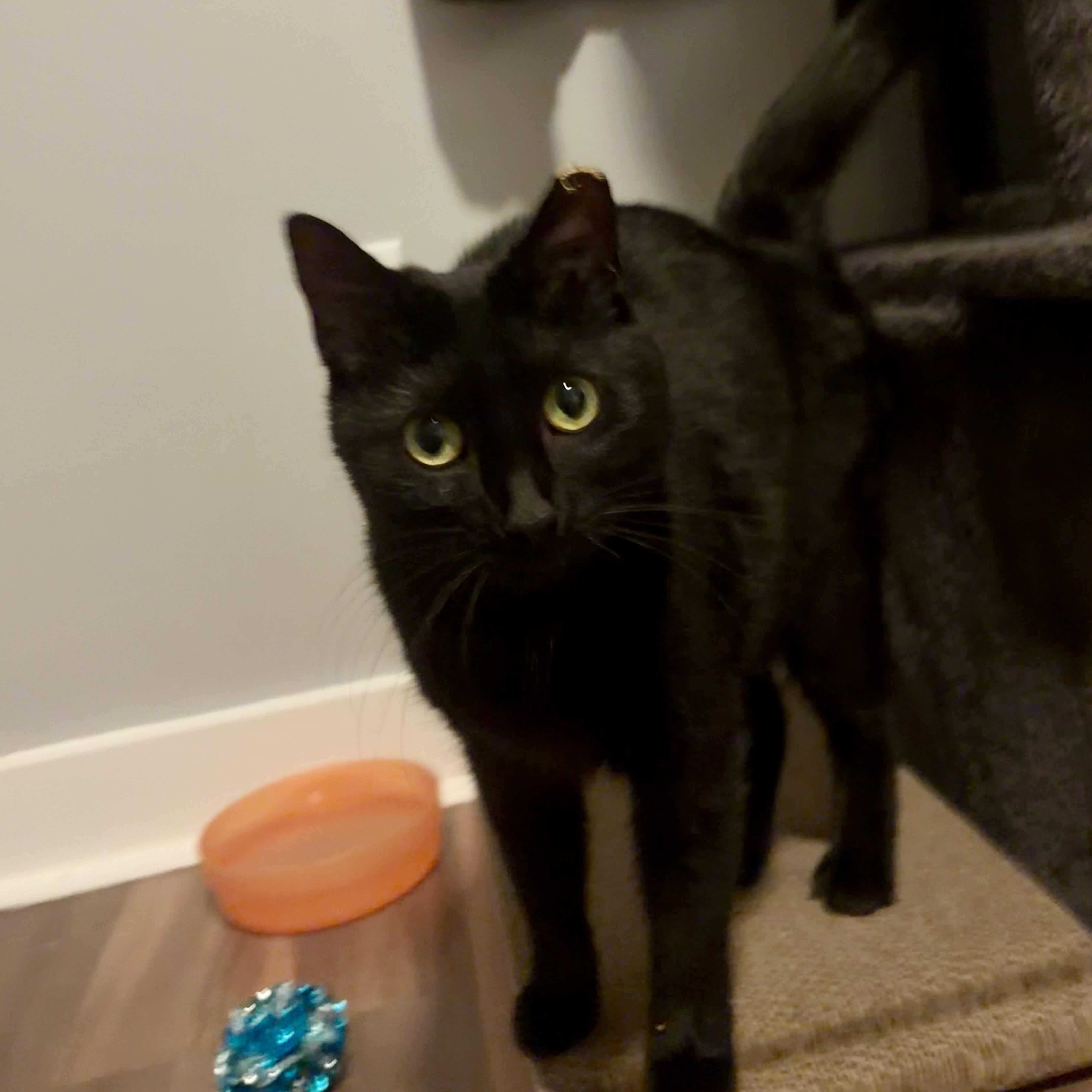 Enlarge Sable, an adopted Domestic Short Hair in Lake Geneva, WI image 2/3