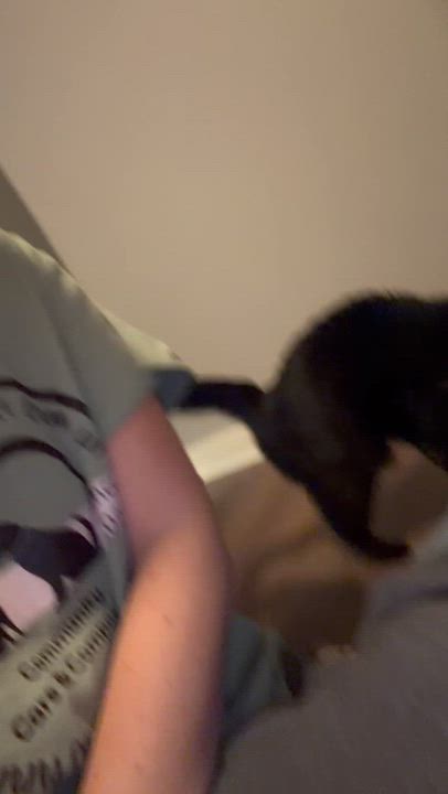 Enlarge Sable, an adopted Domestic Short Hair in Lake Geneva, WI video 3/3