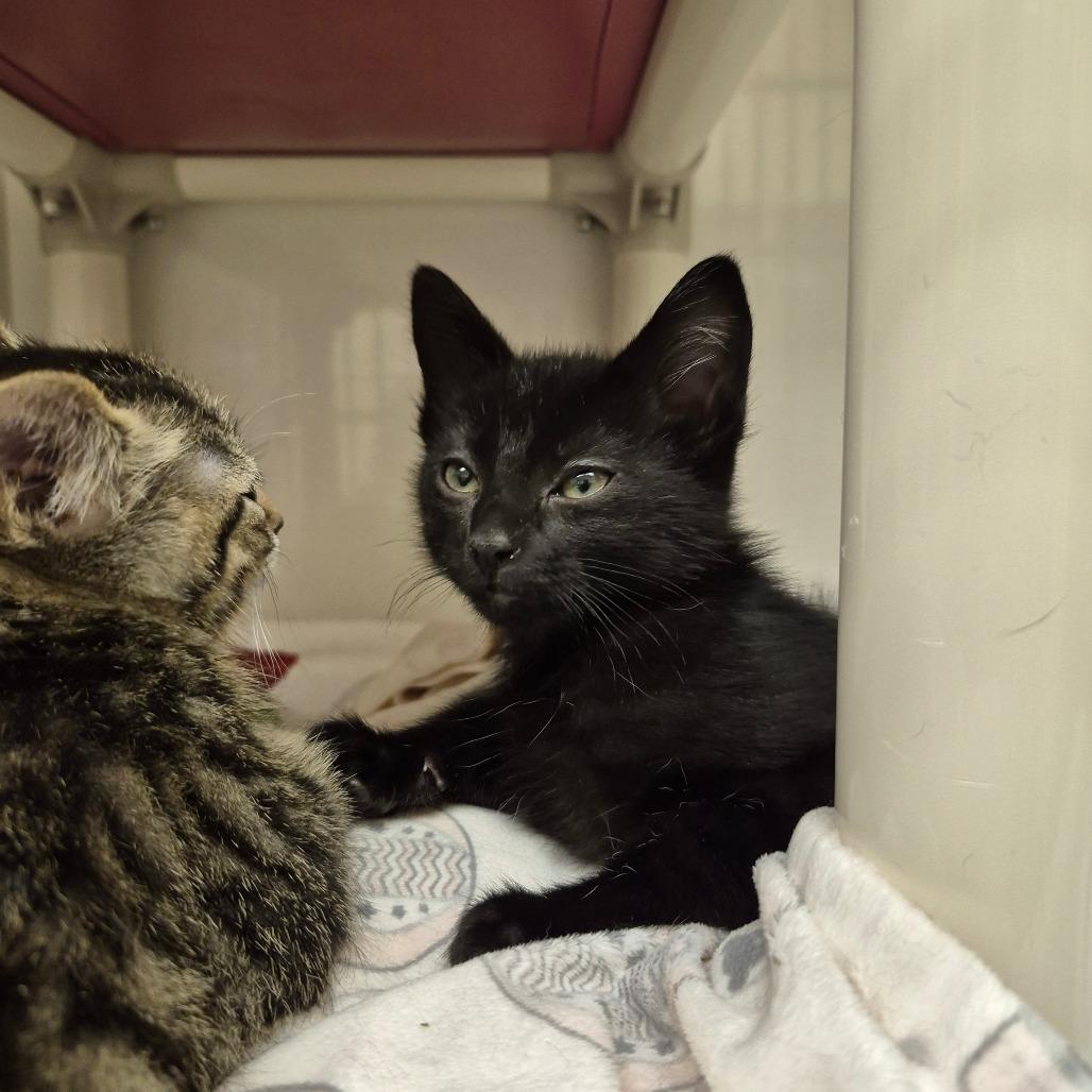 Enlarge Eris, a Adoptable Domestic Short Hair in Drumheller, AB image 2/3