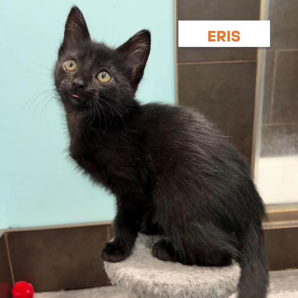 Enlarge Eris, a Adoptable Domestic Short Hair in Drumheller, AB image 3/3