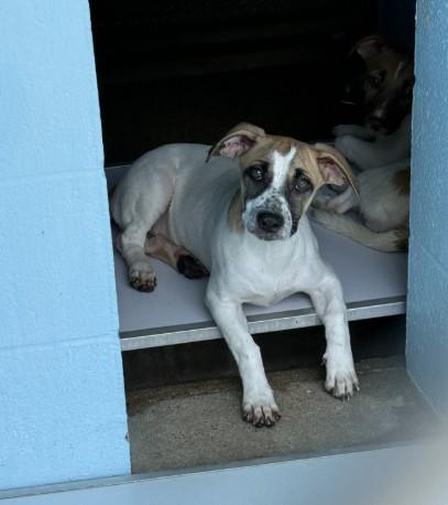 Enlarge SALLY, a Adoptable mixed breed in Killeen, TX image 1/1