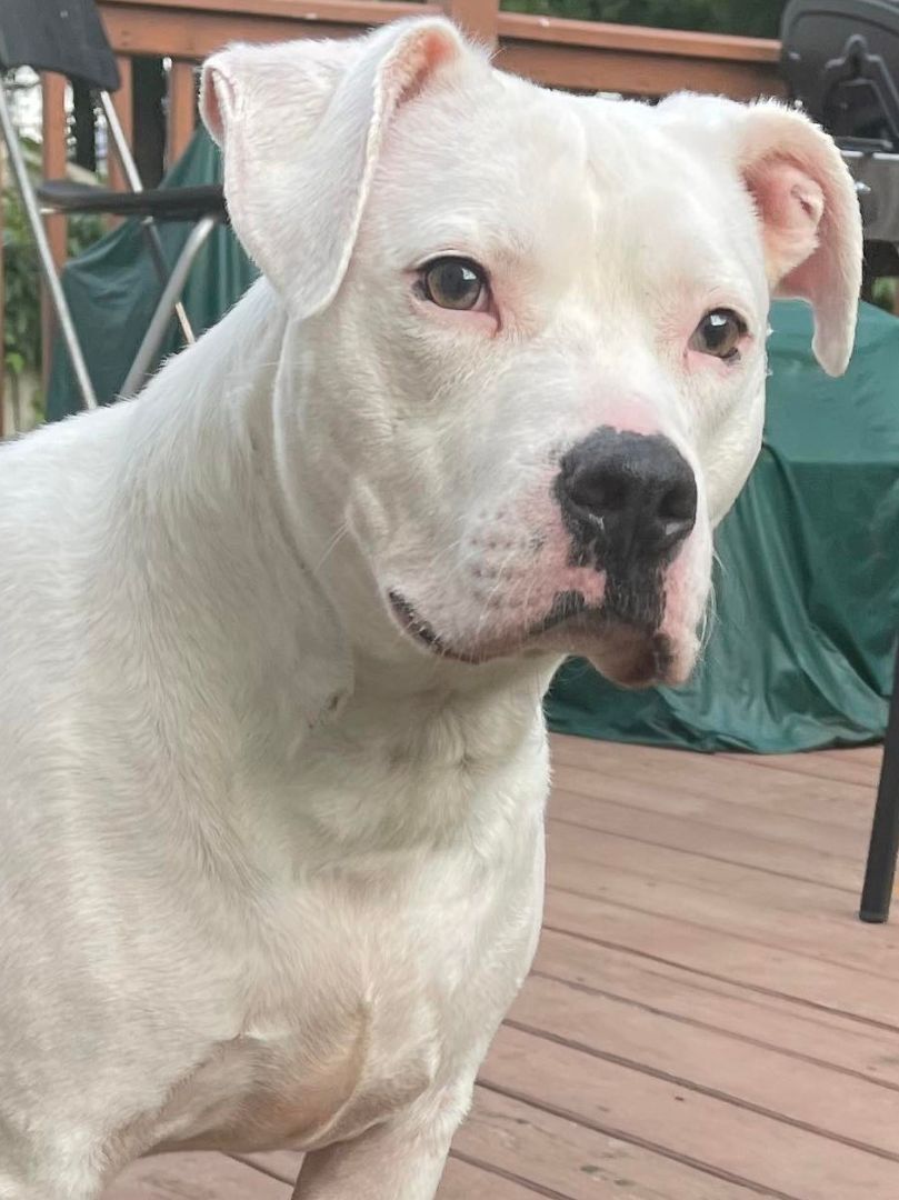 Chip, a Adoptable mixed breed in Milford, CT image 2/12