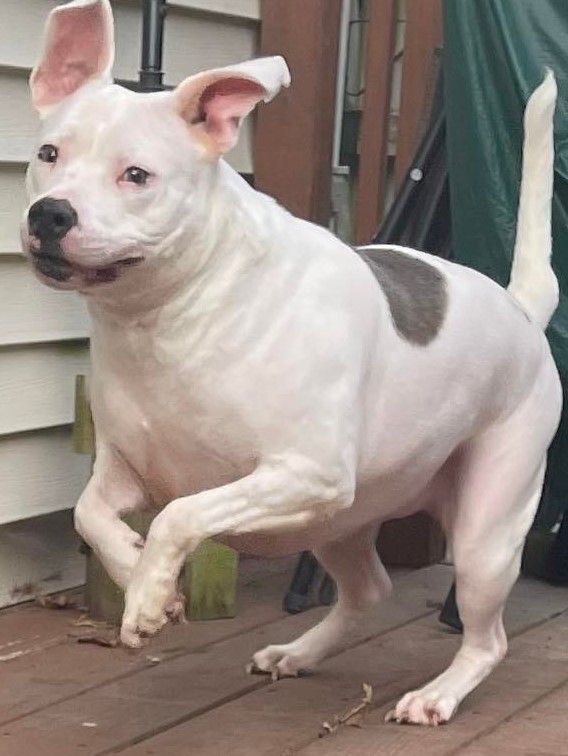 Chip, a Adoptable mixed breed in Milford, CT image 3/12