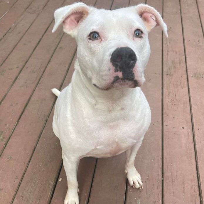 Chip, a Adoptable mixed breed in Milford, CT image 5/12