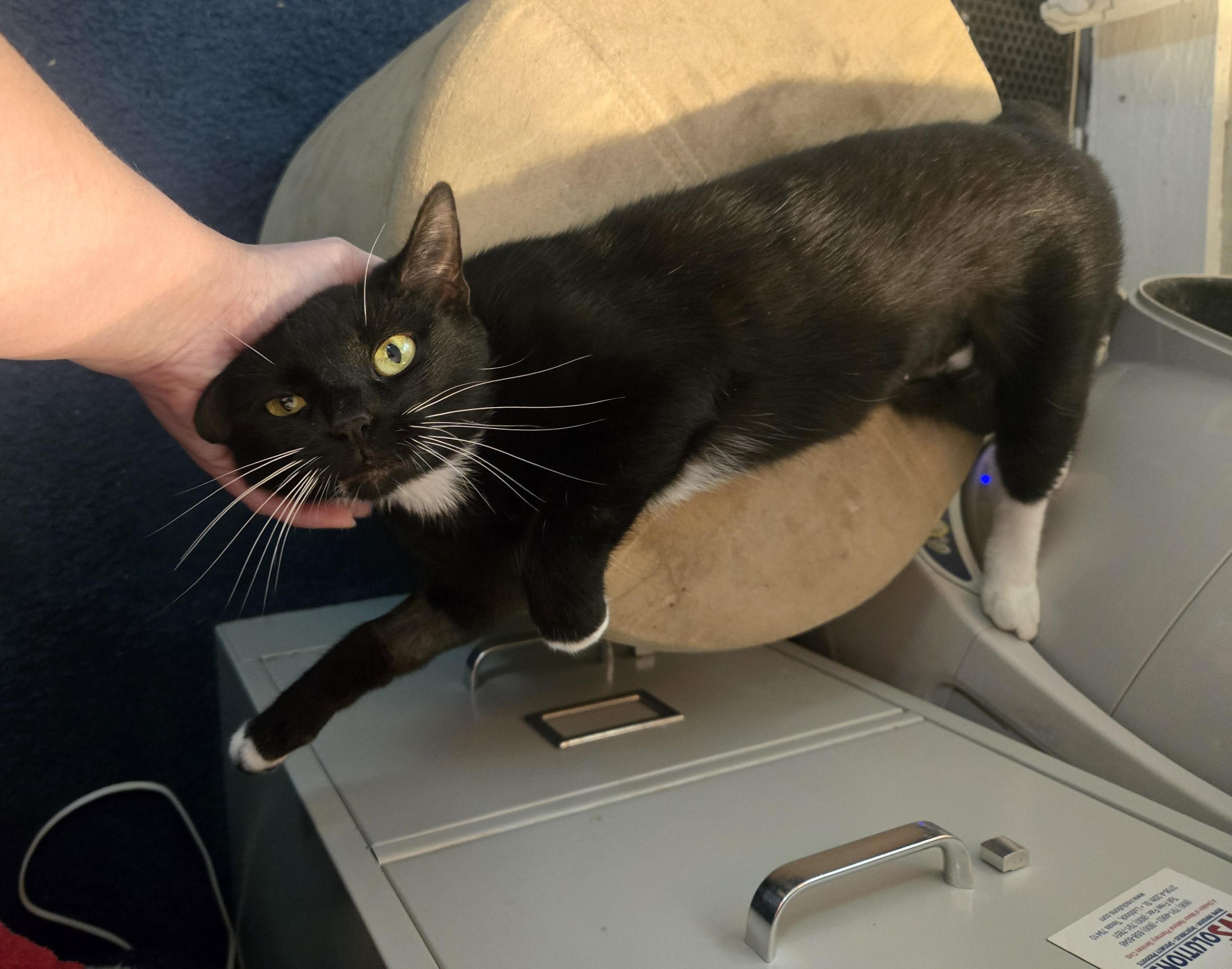 "Jazzy"-Petite 2 y/o Looking for Her Forever Home, a Adoptable Domestic Short Hair in Laurel, MD image 2/6