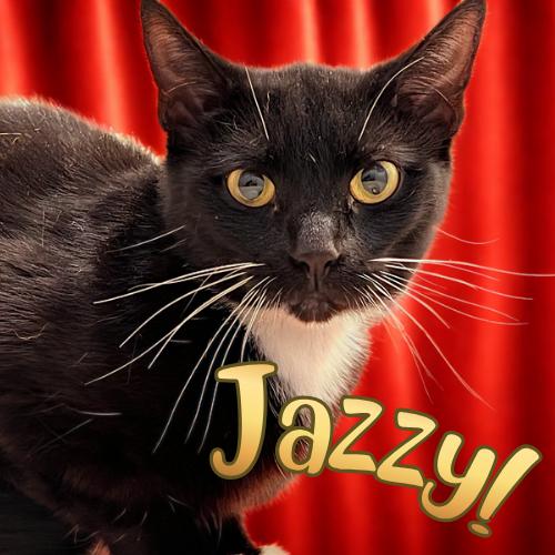 "Jazzy"-Petite 2 y/o Looking for Her Forever Home, Adoptable, Adult Female Domestic Short Hair.