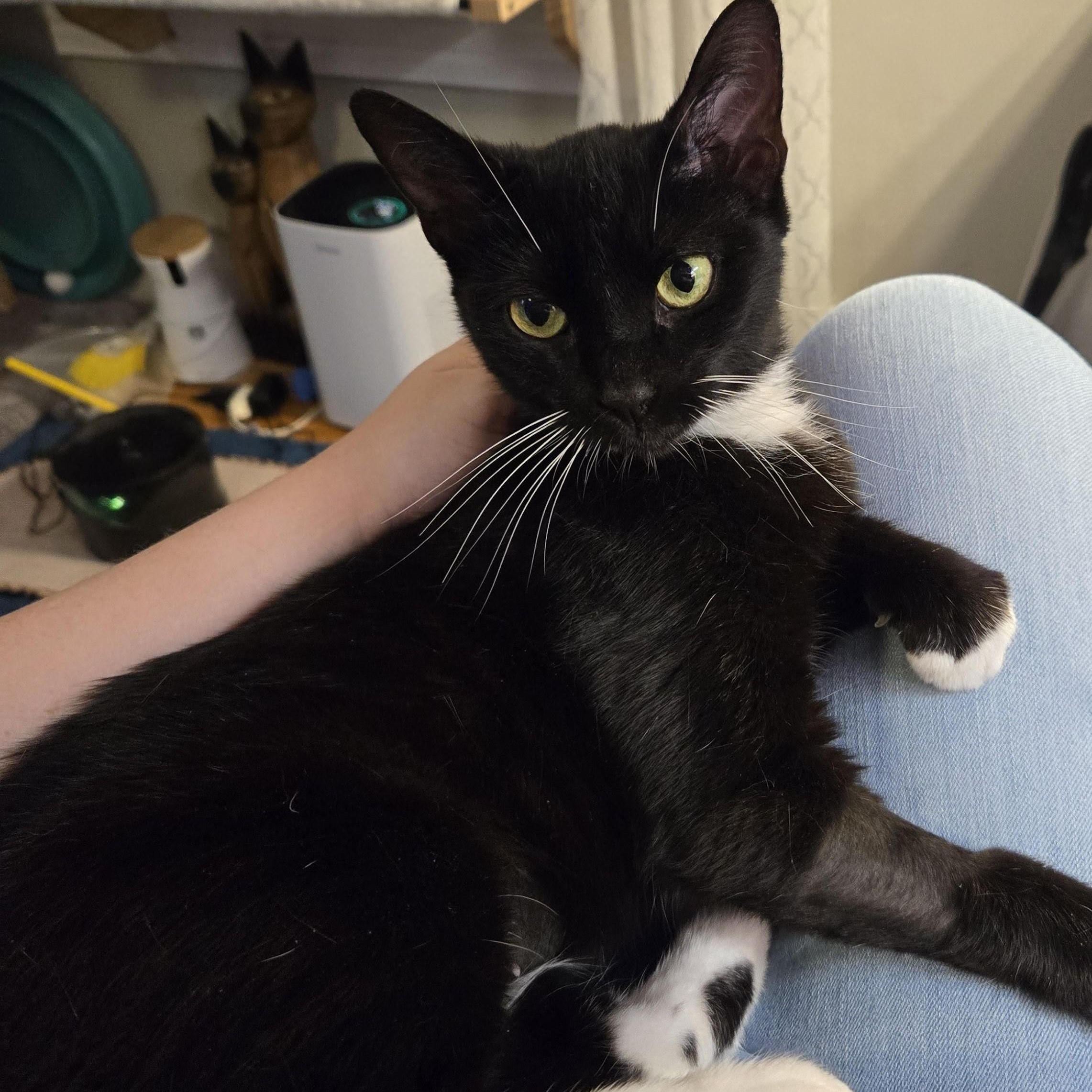 "Jazzy"-Petite 2 y/o Looking for Her Forever Home, a Adoptable Domestic Short Hair in Laurel, MD image 3/6