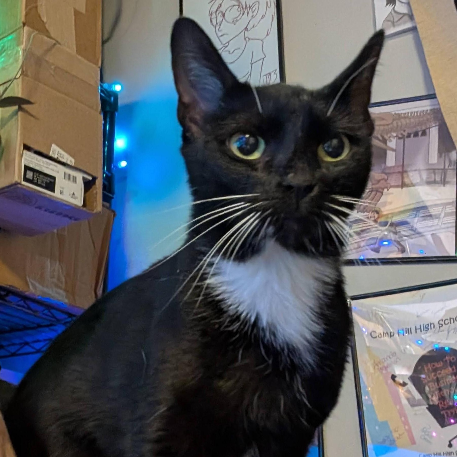 "Jazzy"-Petite 2 y/o Looking for Her Forever Home, a Adoptable Domestic Short Hair in Laurel, MD image 4/6