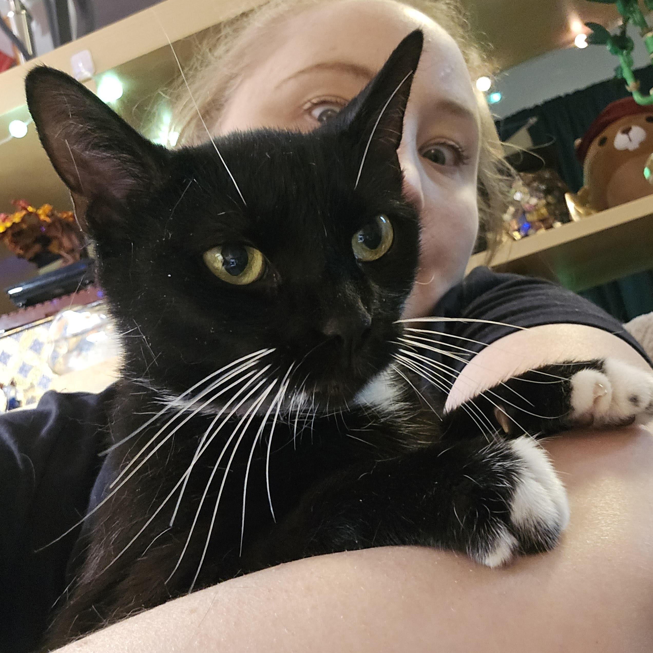 "Jazzy"-Petite 2 y/o Looking for Her Forever Home, a Adoptable Domestic Short Hair in Laurel, MD image 5/6