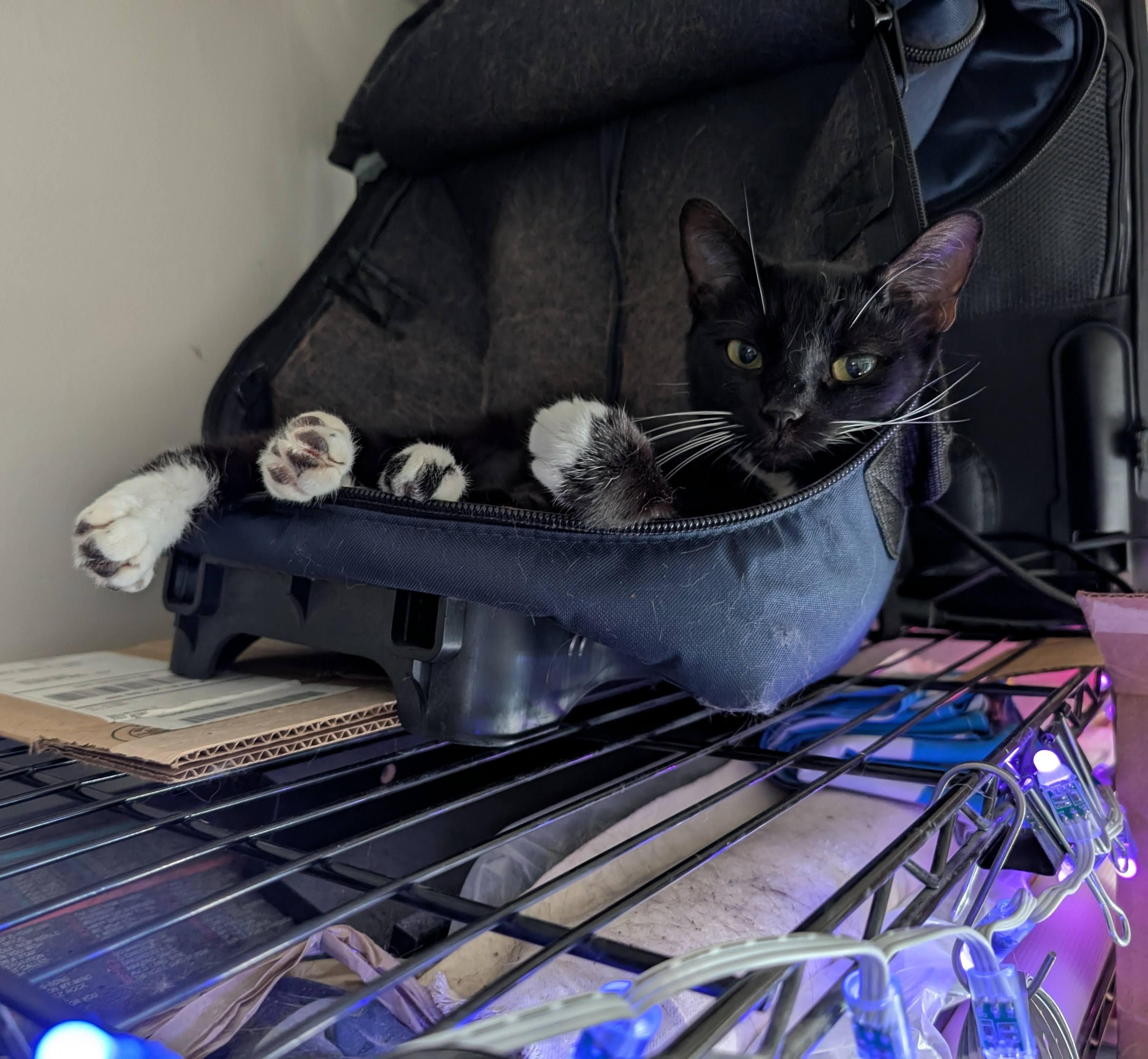 "Jazzy"-Petite 2 y/o Looking for Her Forever Home, a Adoptable Domestic Short Hair in Laurel, MD image 6/6