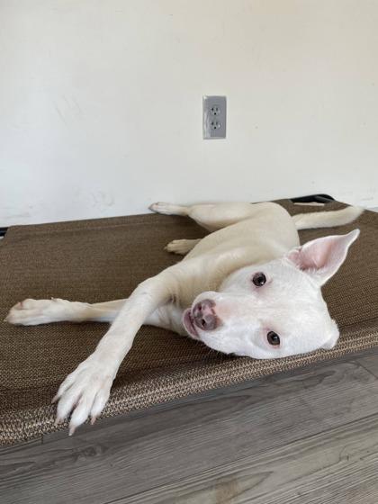 Enlarge Harper, a ADOPTABLE Mixed Breed in South Bend, IN image 3/3