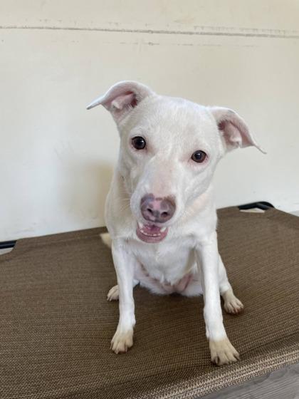 Enlarge Harper, a ADOPTABLE Mixed Breed in South Bend, IN image 2/3