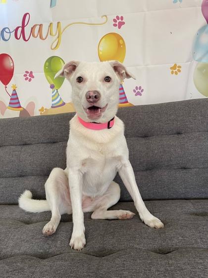 Harper, ADOPTABLE, Adult Female Mixed Breed.