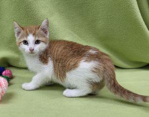 Darlene, an adopted Domestic Short Hair in Bucyrus, OH image 3/3