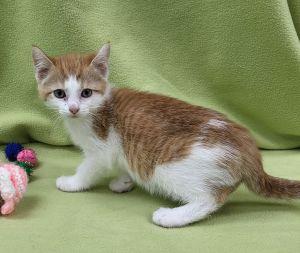 Darlene, adopted, Young Female Domestic Short Hair.