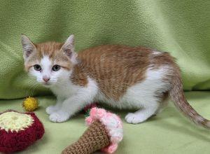 Darlene, an adopted Domestic Short Hair in Bucyrus, OH image 2/3