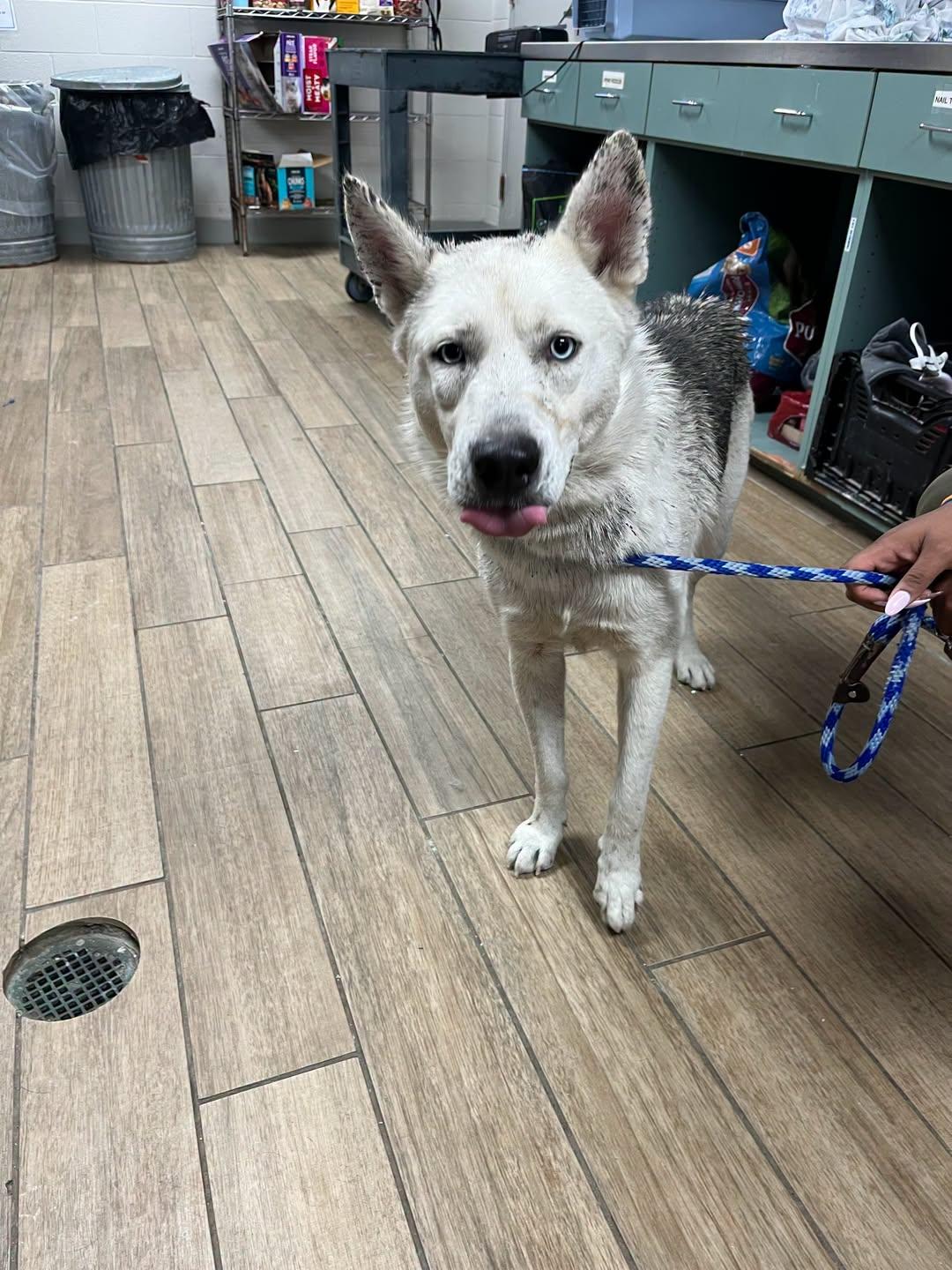 Bud, Adoptable, Young Male Husky.