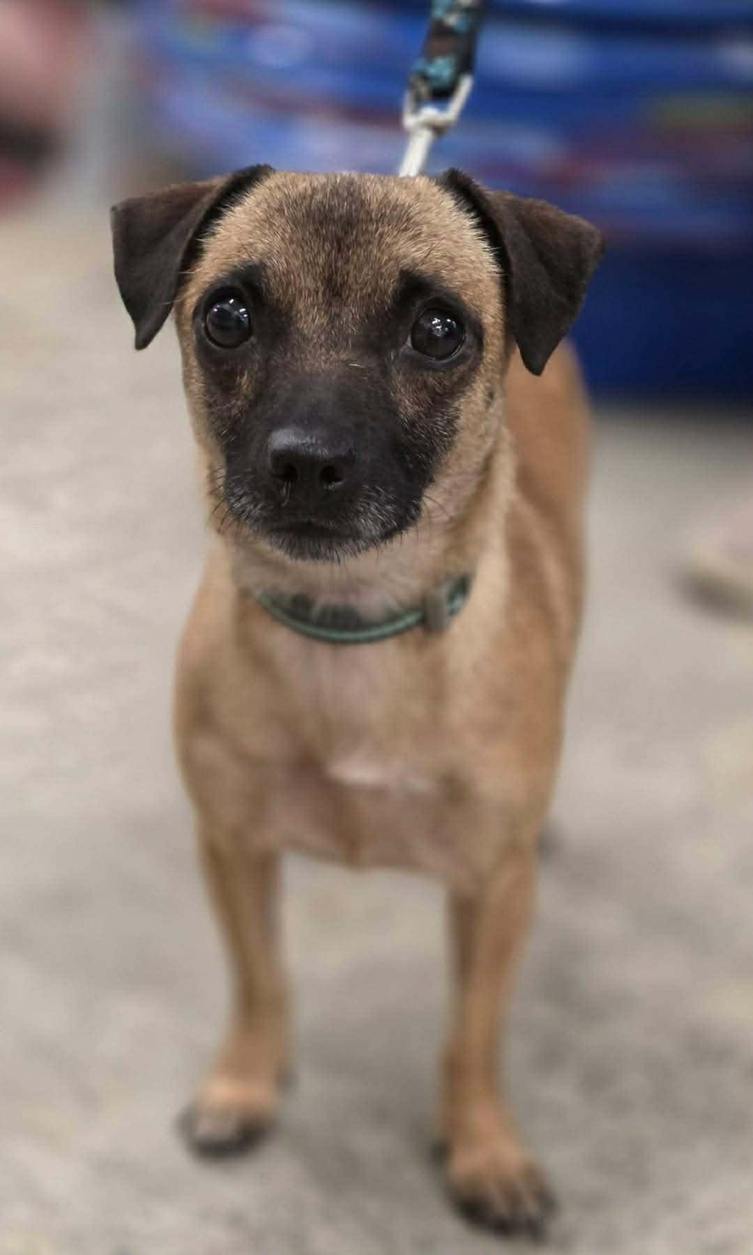 Enlarge Norma, a Adoptable mixed breed in Blue Bell, PA image 2/2