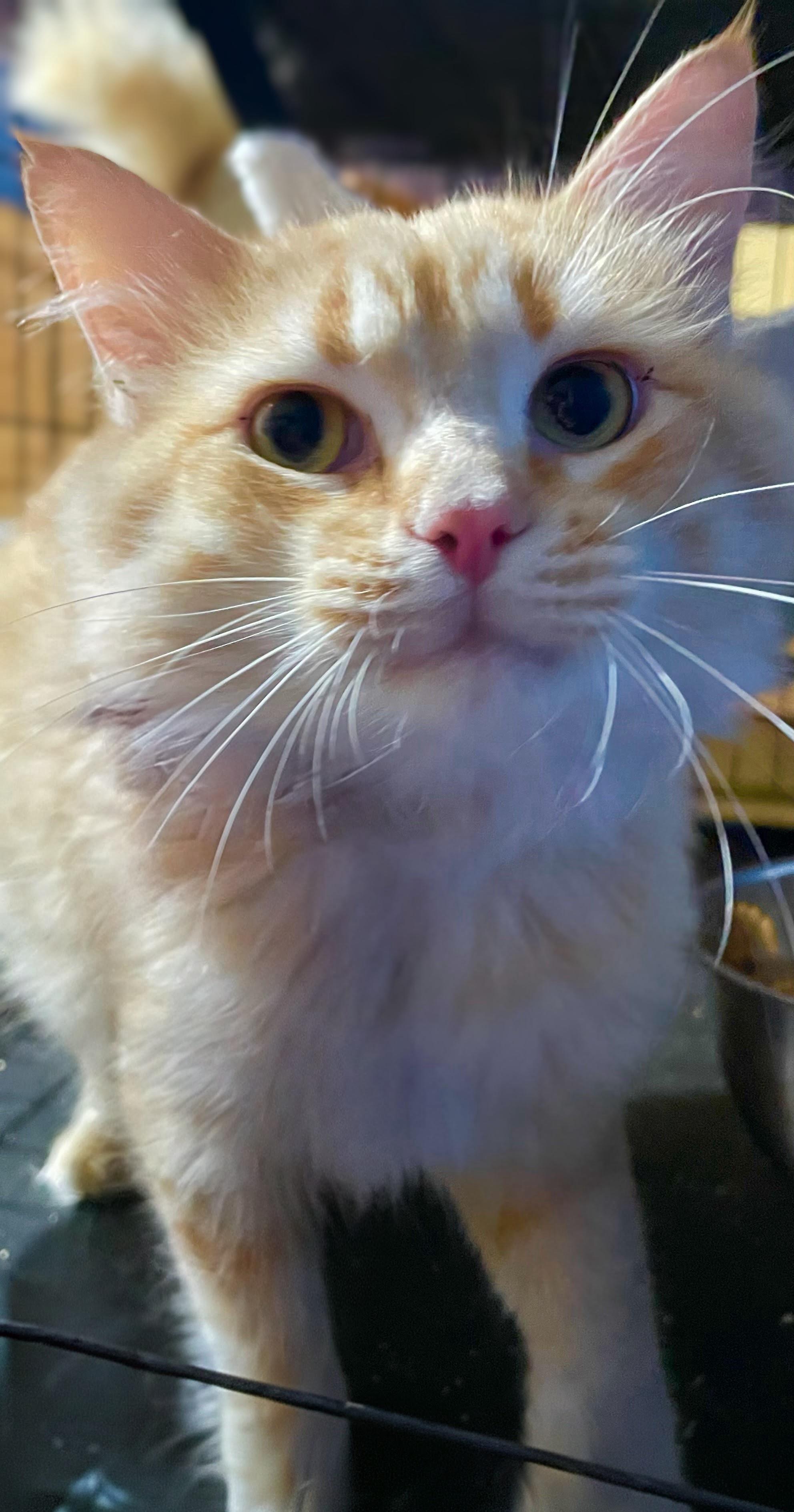 Jackson, an adopted Domestic Long Hair in Syosset, NY image 1/3