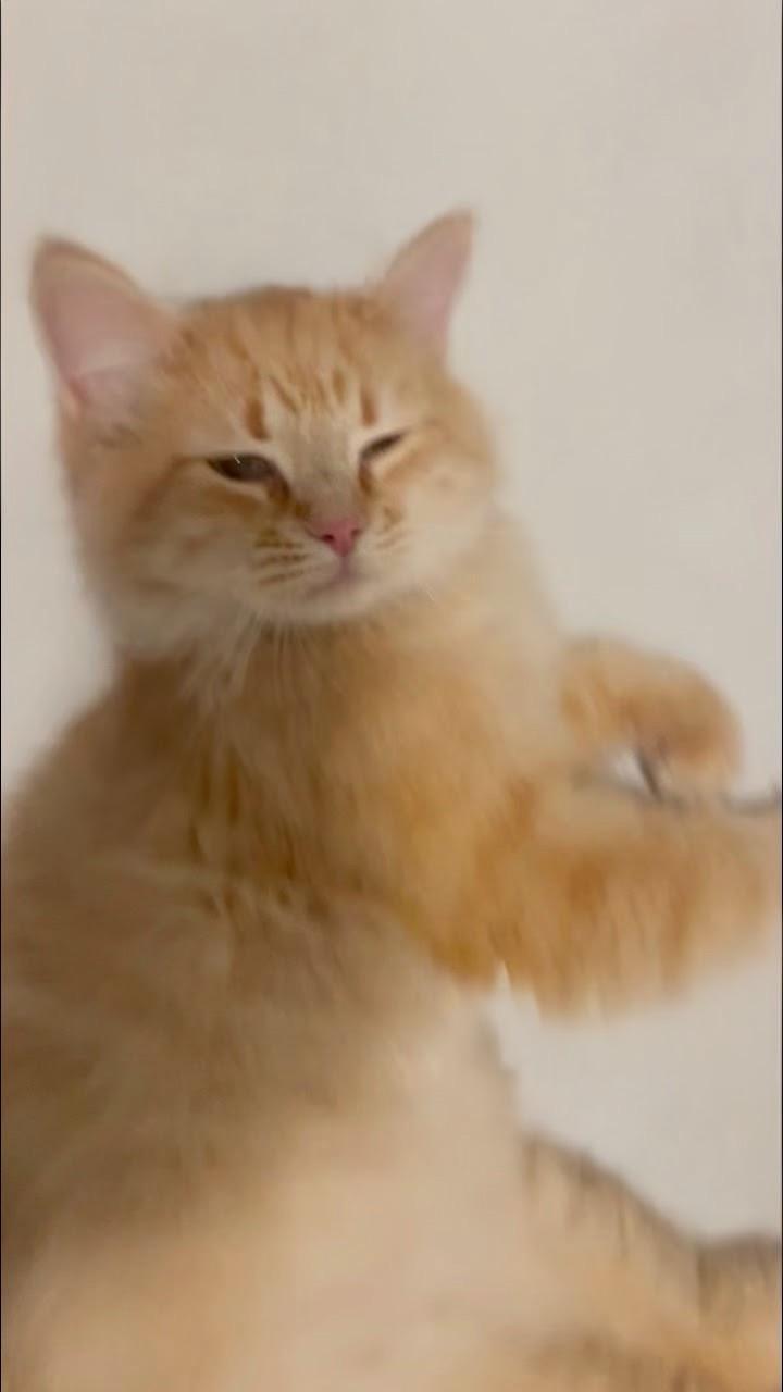 Jackson, an adopted Domestic Long Hair in Syosset, NY image 3/3