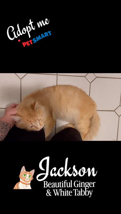 Enlarge Jackson, an adopted Domestic Long Hair in Syosset, NY video 2/3