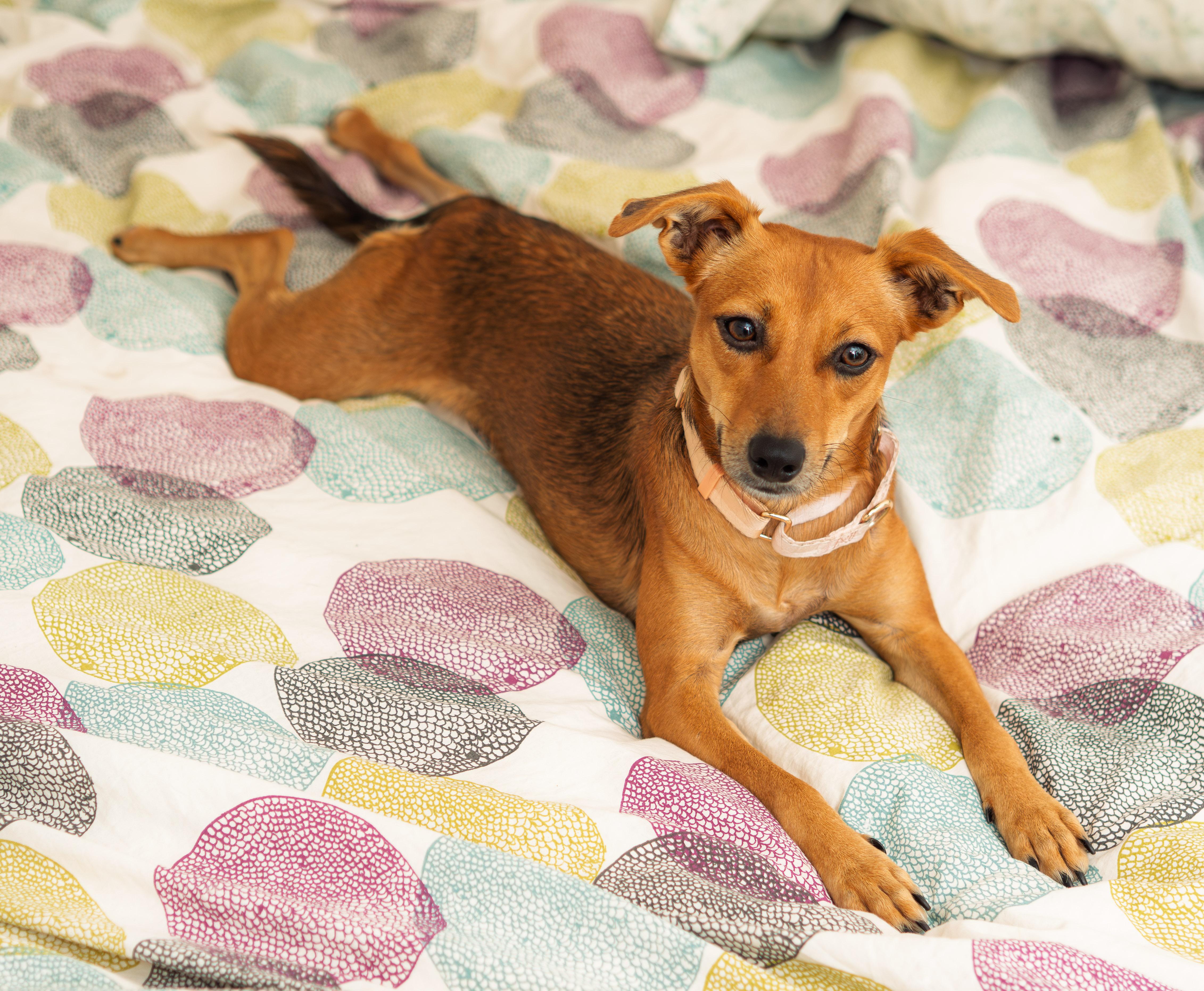 MAY, ADOPTABLE, Puppy Female Mixed Breed.