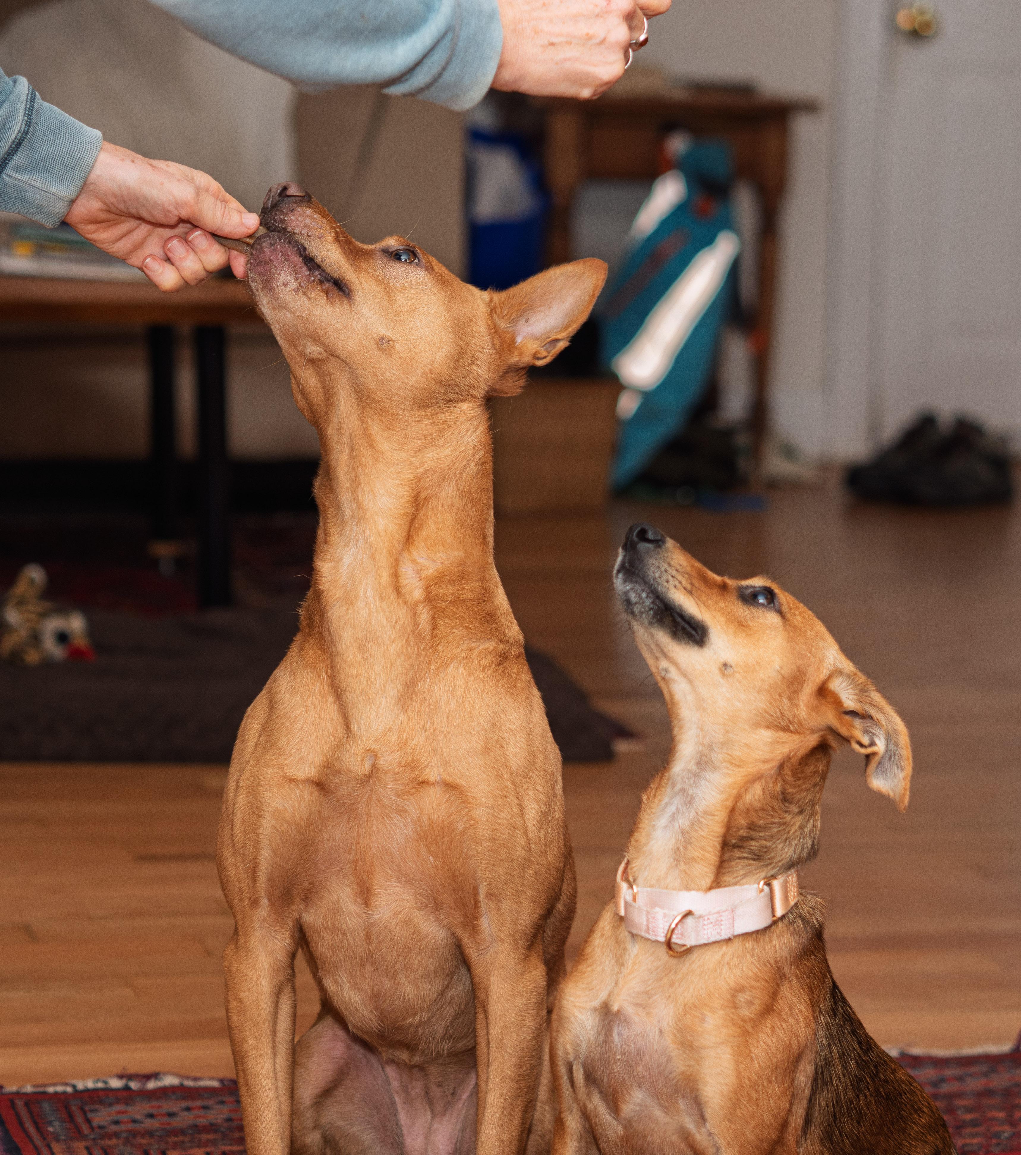 MAY, a ADOPTABLE mixed breed in Toronto, ON image 2/6