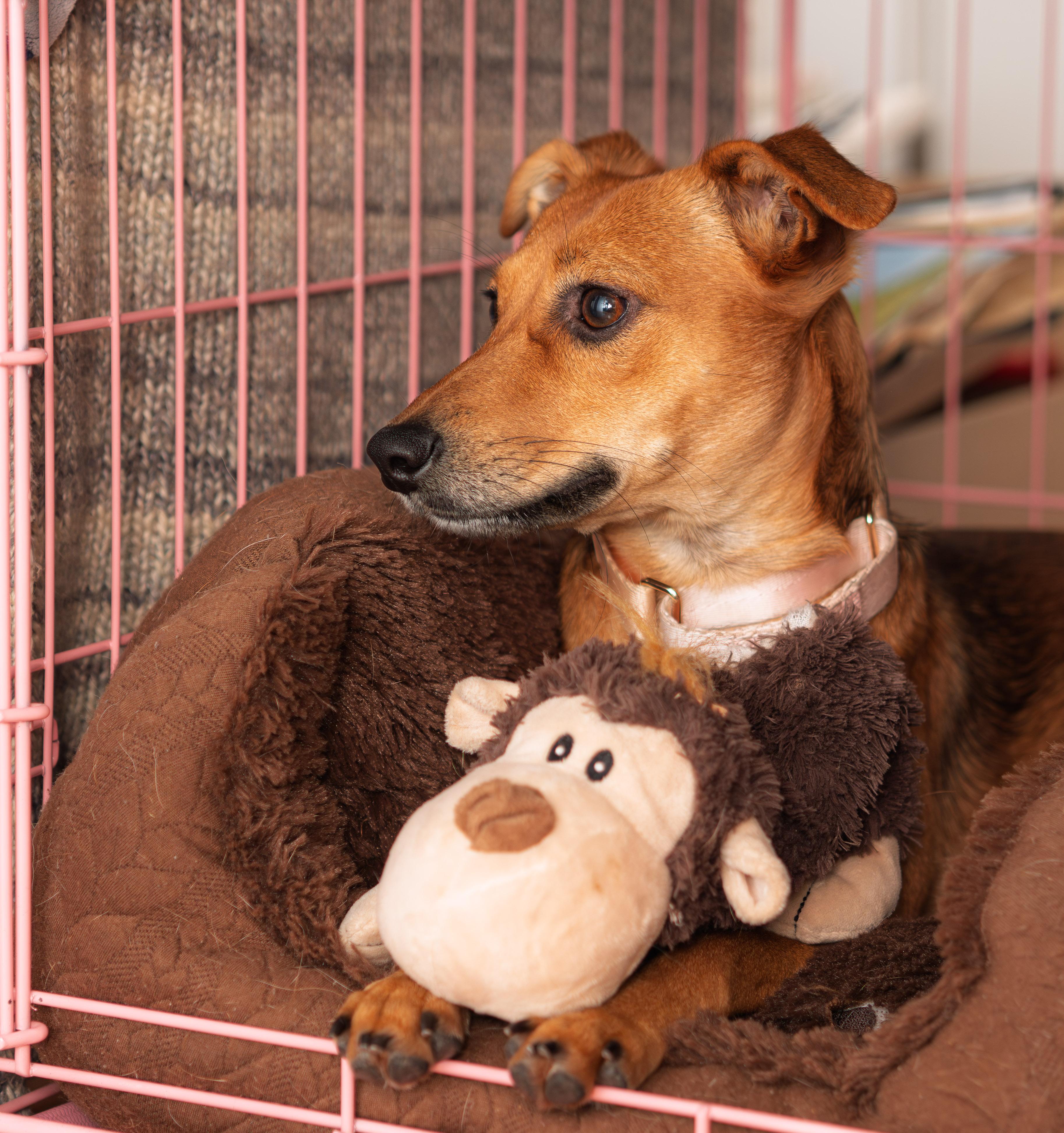 MAY, a ADOPTABLE mixed breed in Toronto, ON image 3/6