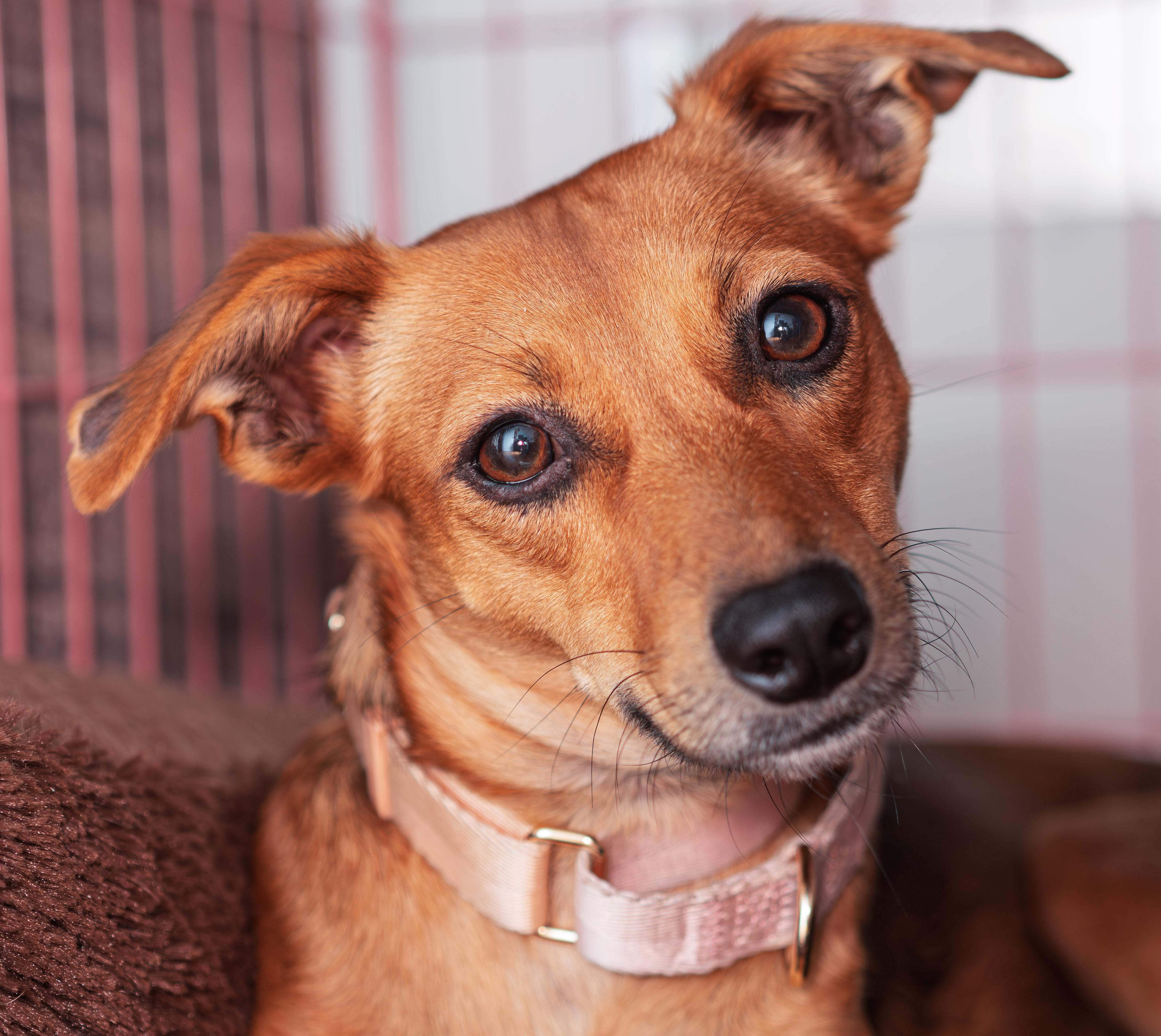 MAY, a ADOPTABLE mixed breed in Toronto, ON image 4/6